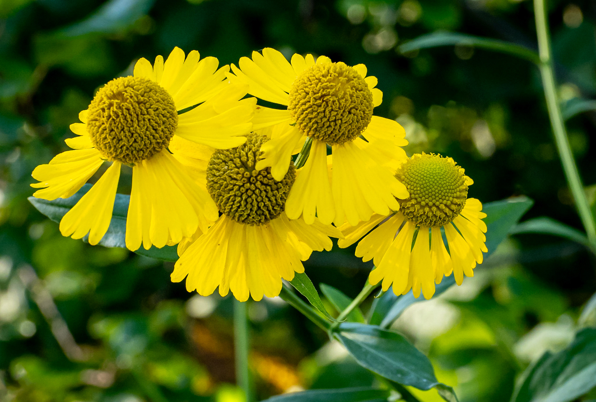 Sneezeweed