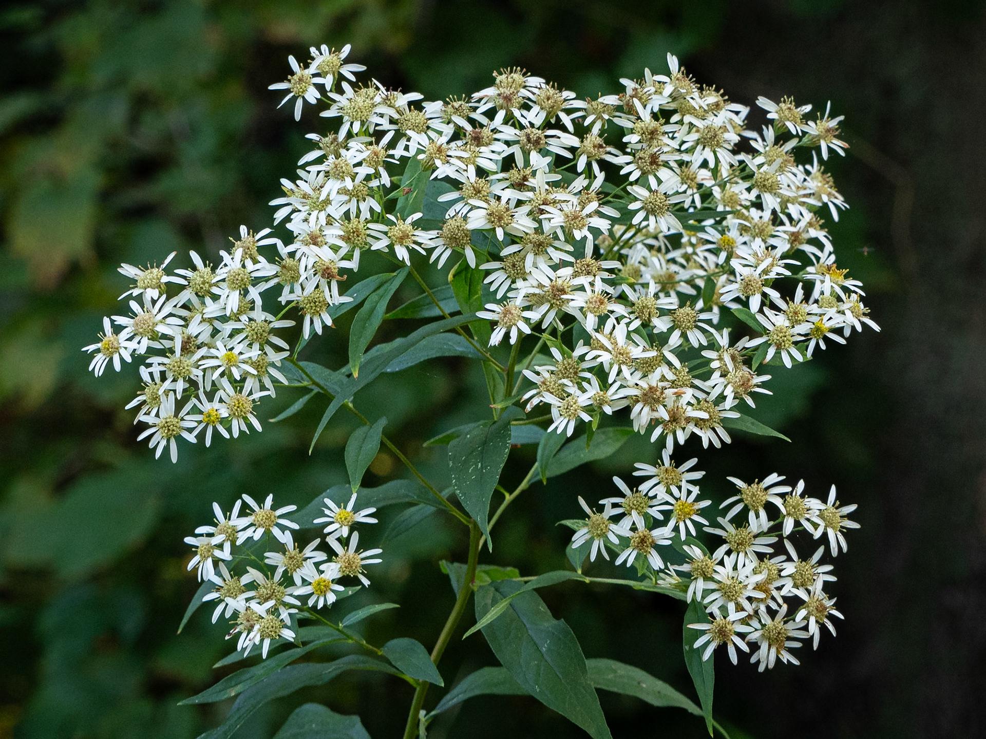 aster
