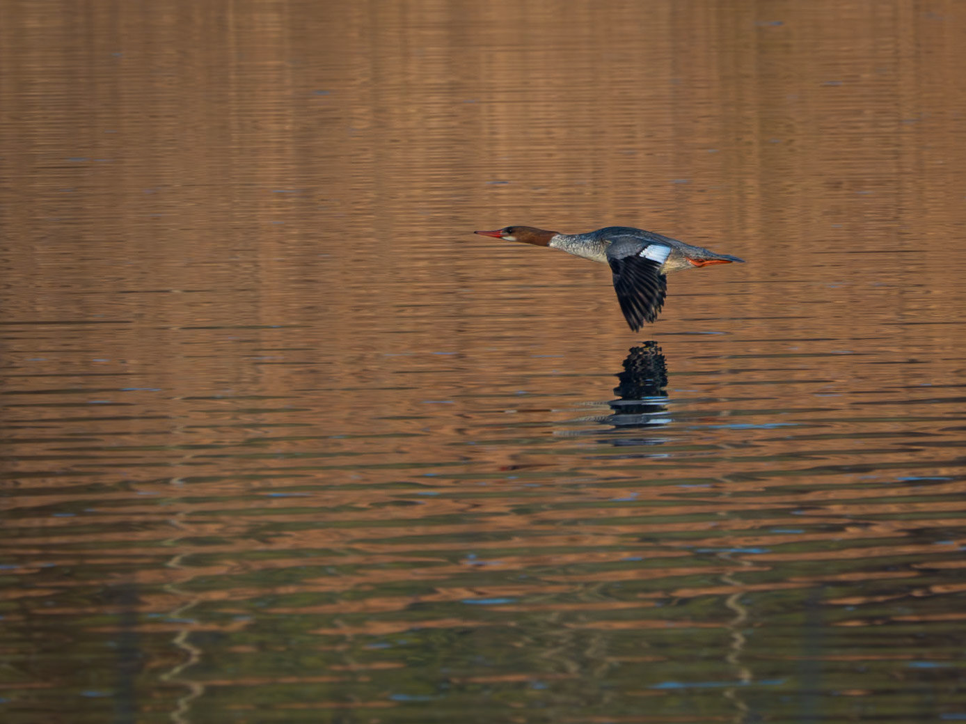 Female common merganser
