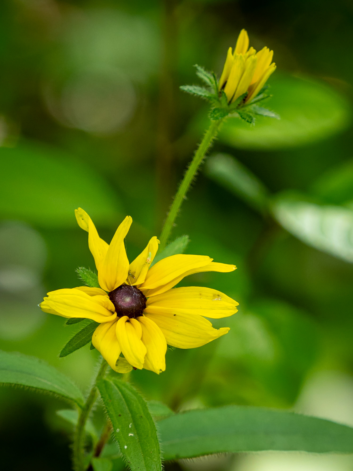 black-eyed susans