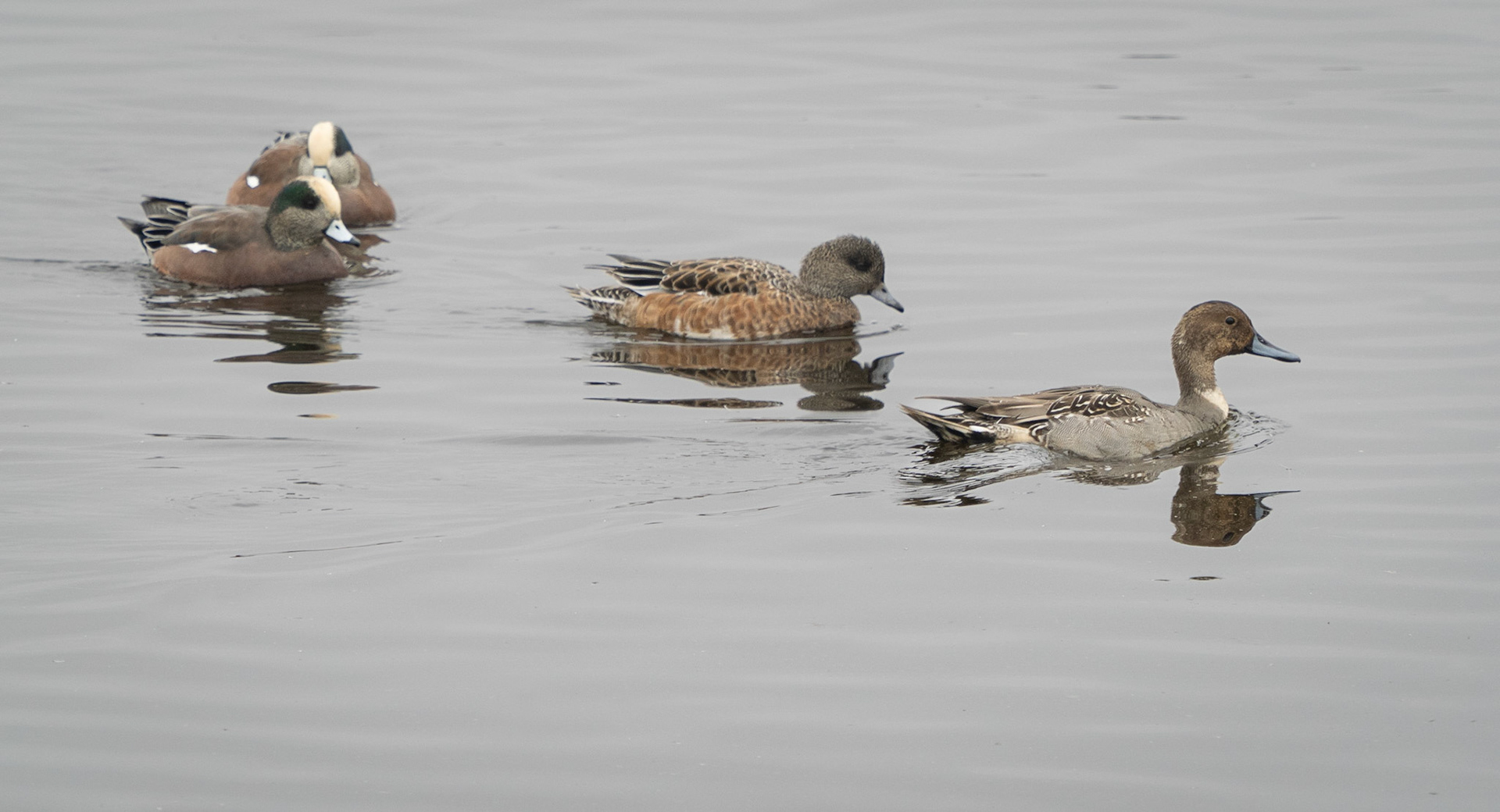 American wigeon and a gadwall leading the way