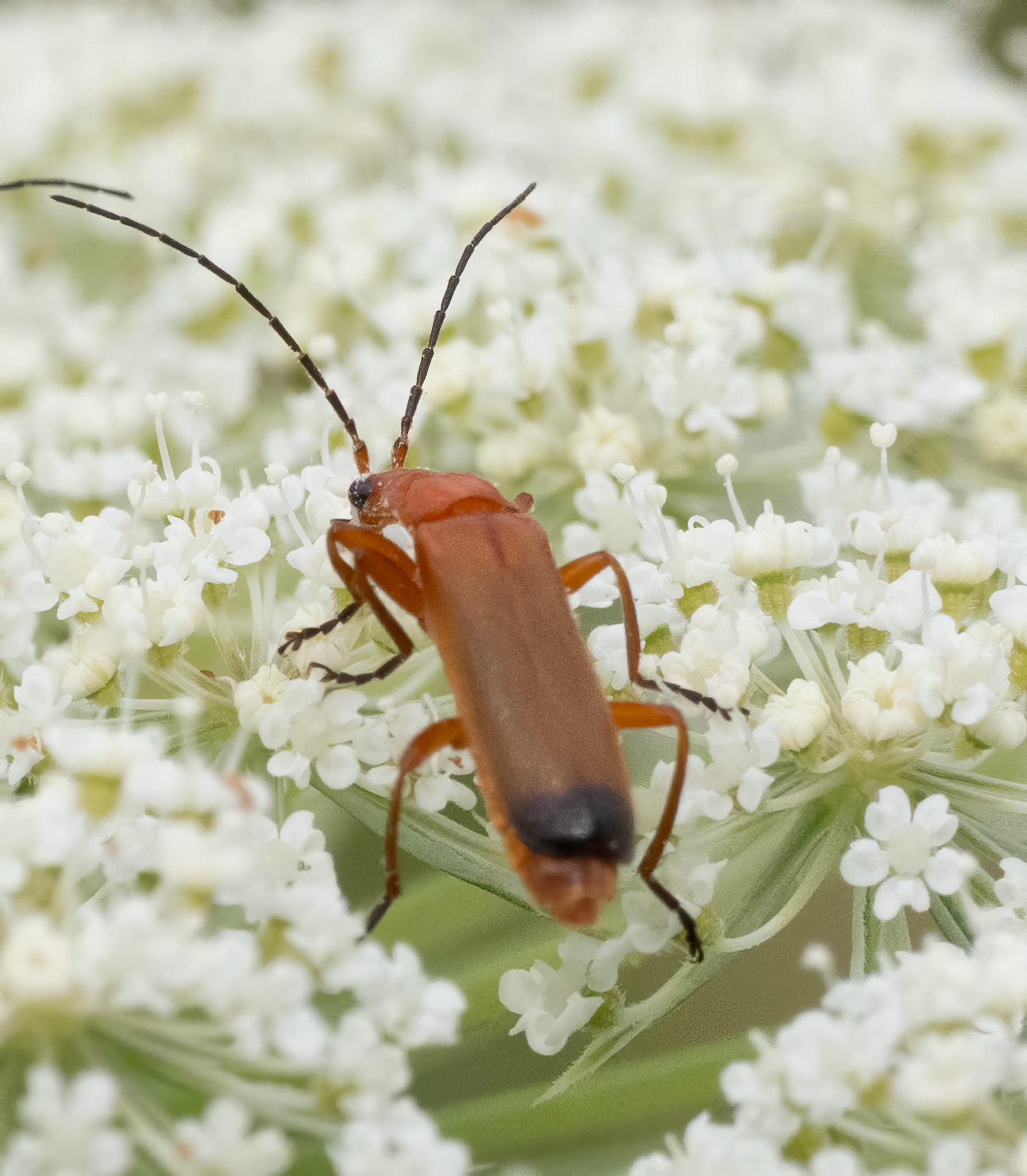 common red soldier beetle