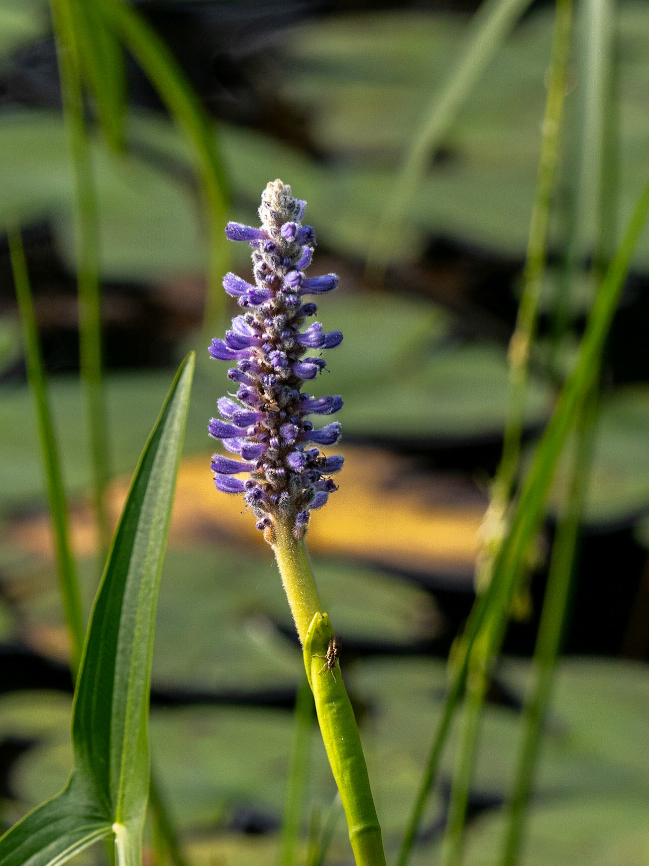 Pickerel weed- only one