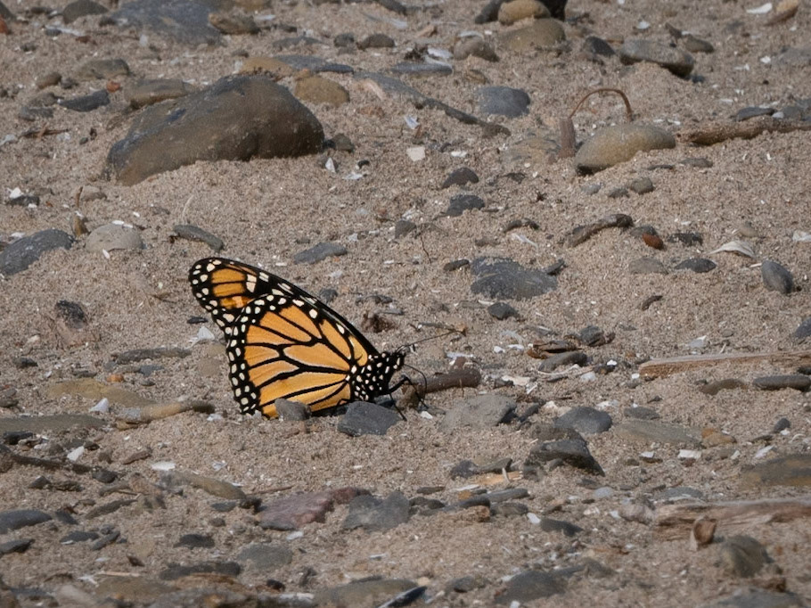 monarch butterfly