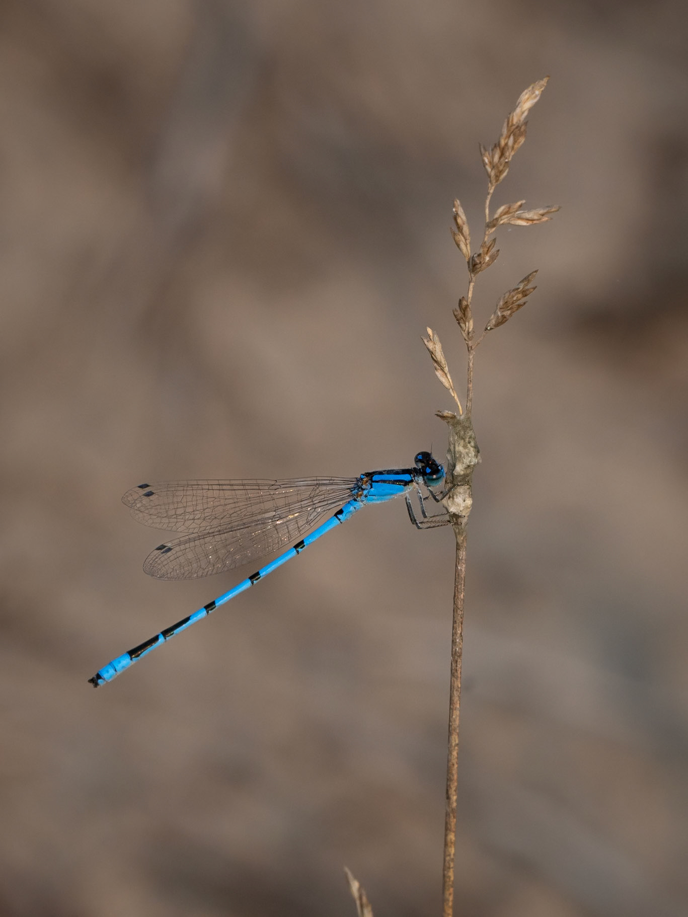 damselfly