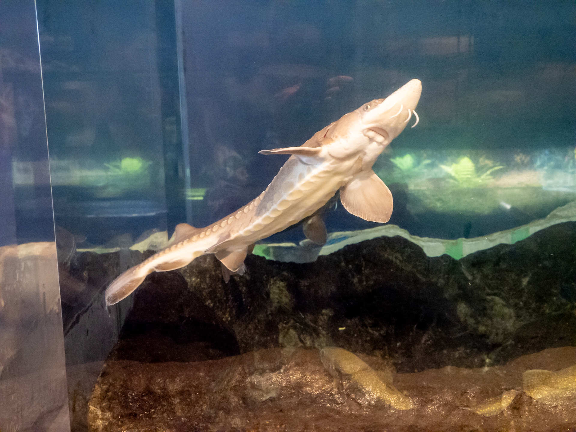 Sturgeon