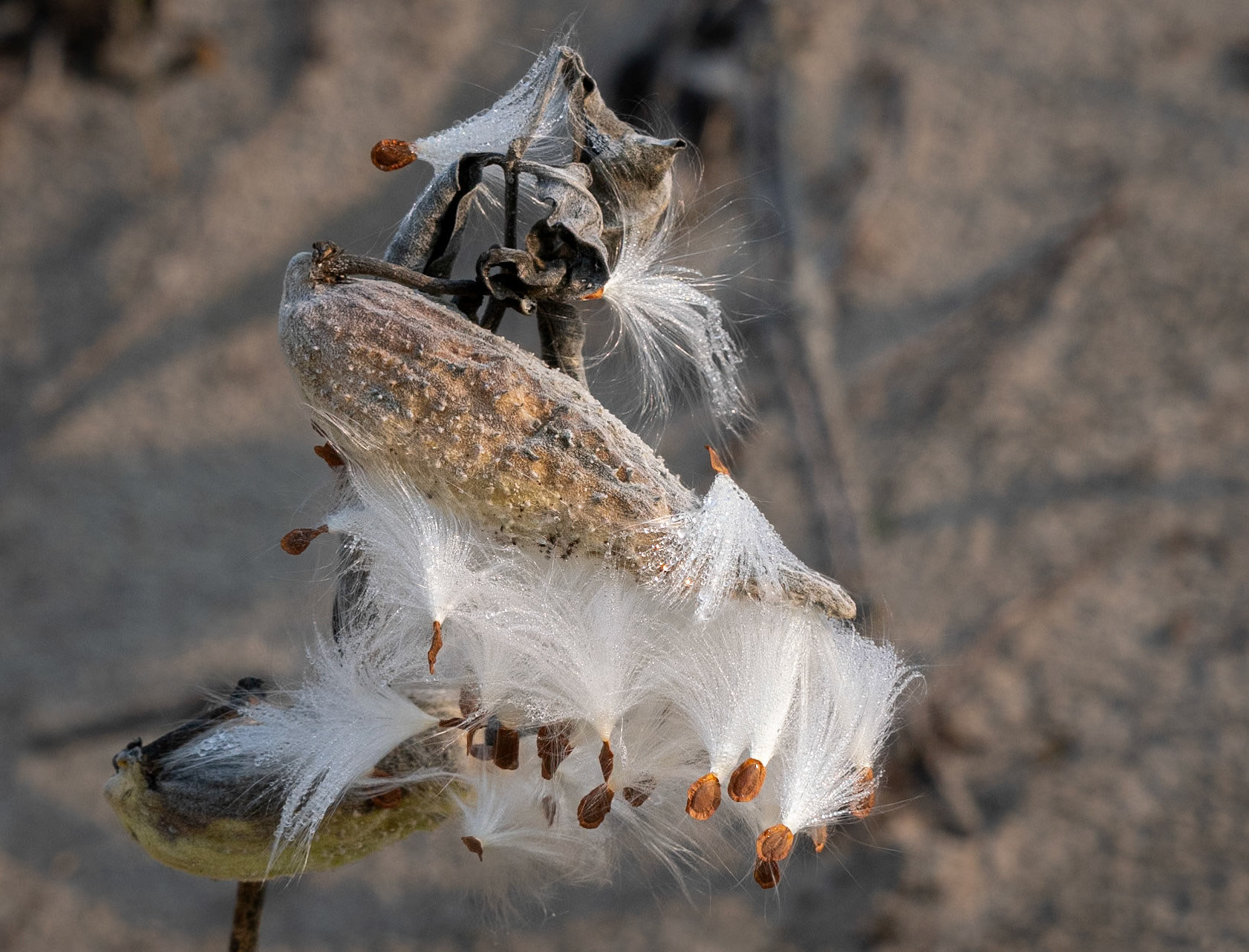 Milkweed