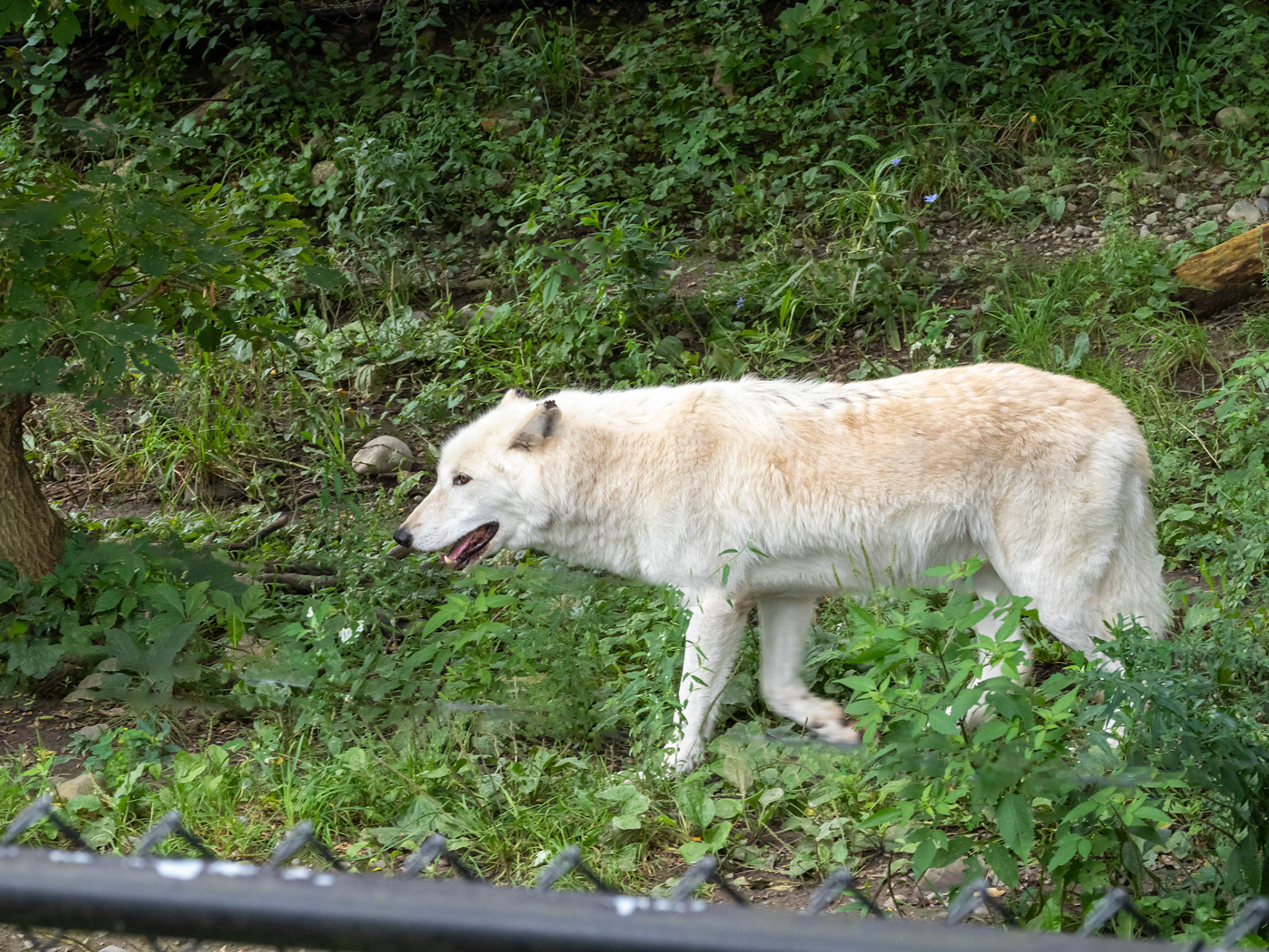 Grey wolf