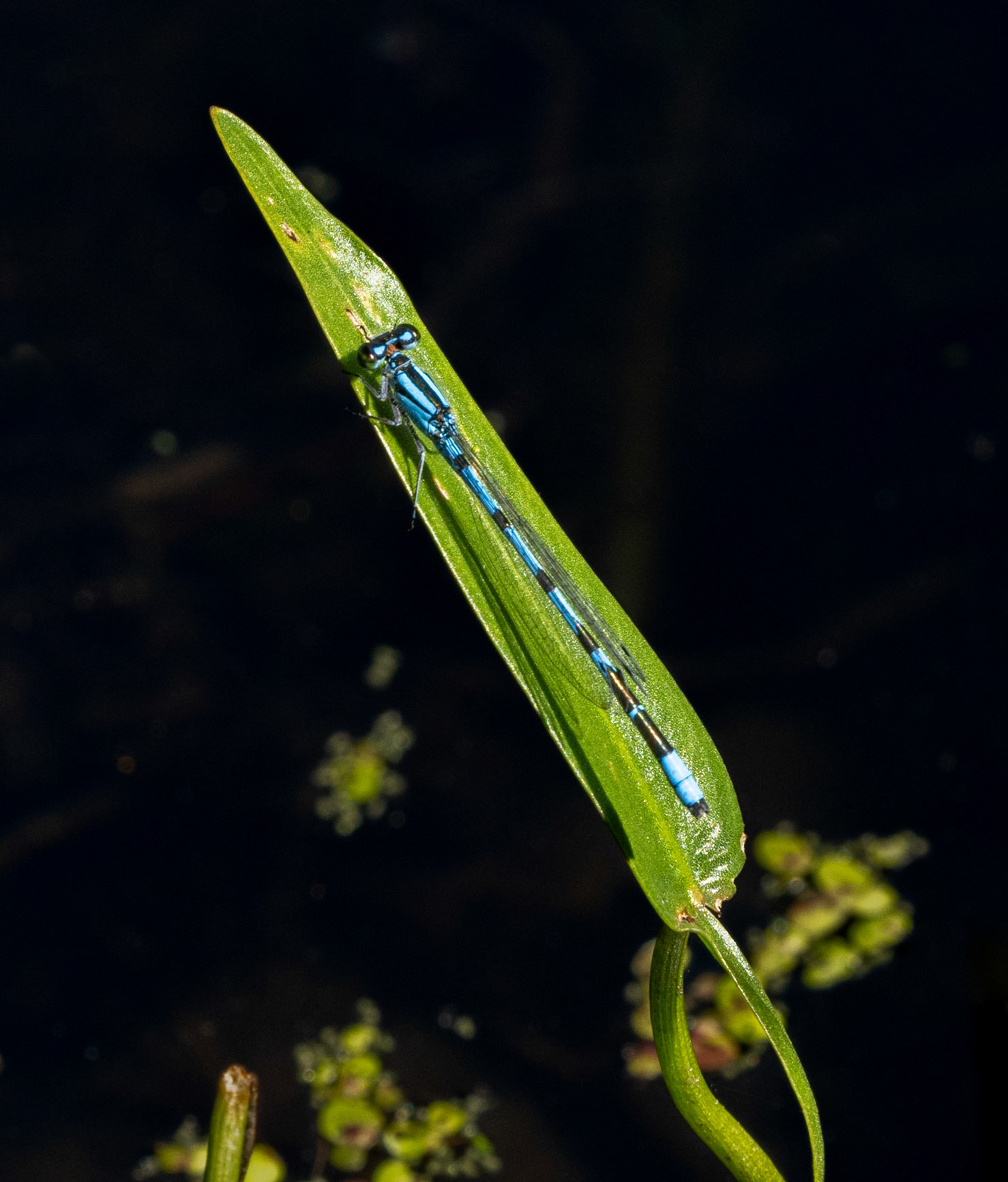 Northern bluet