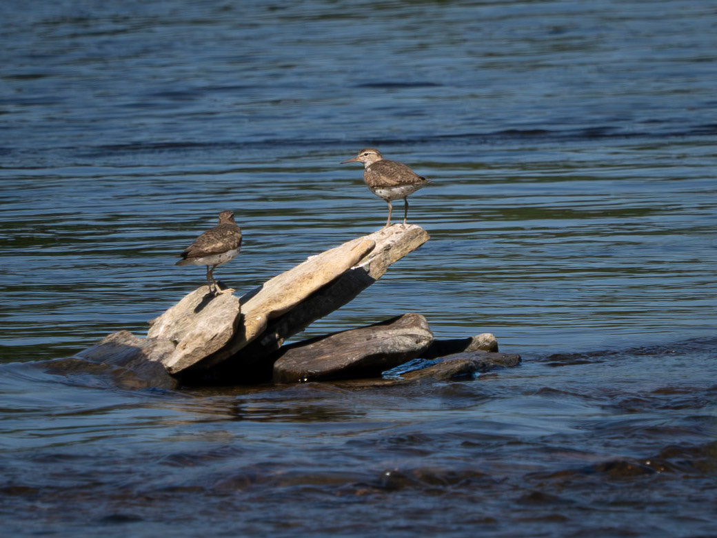 spotted sandpipers