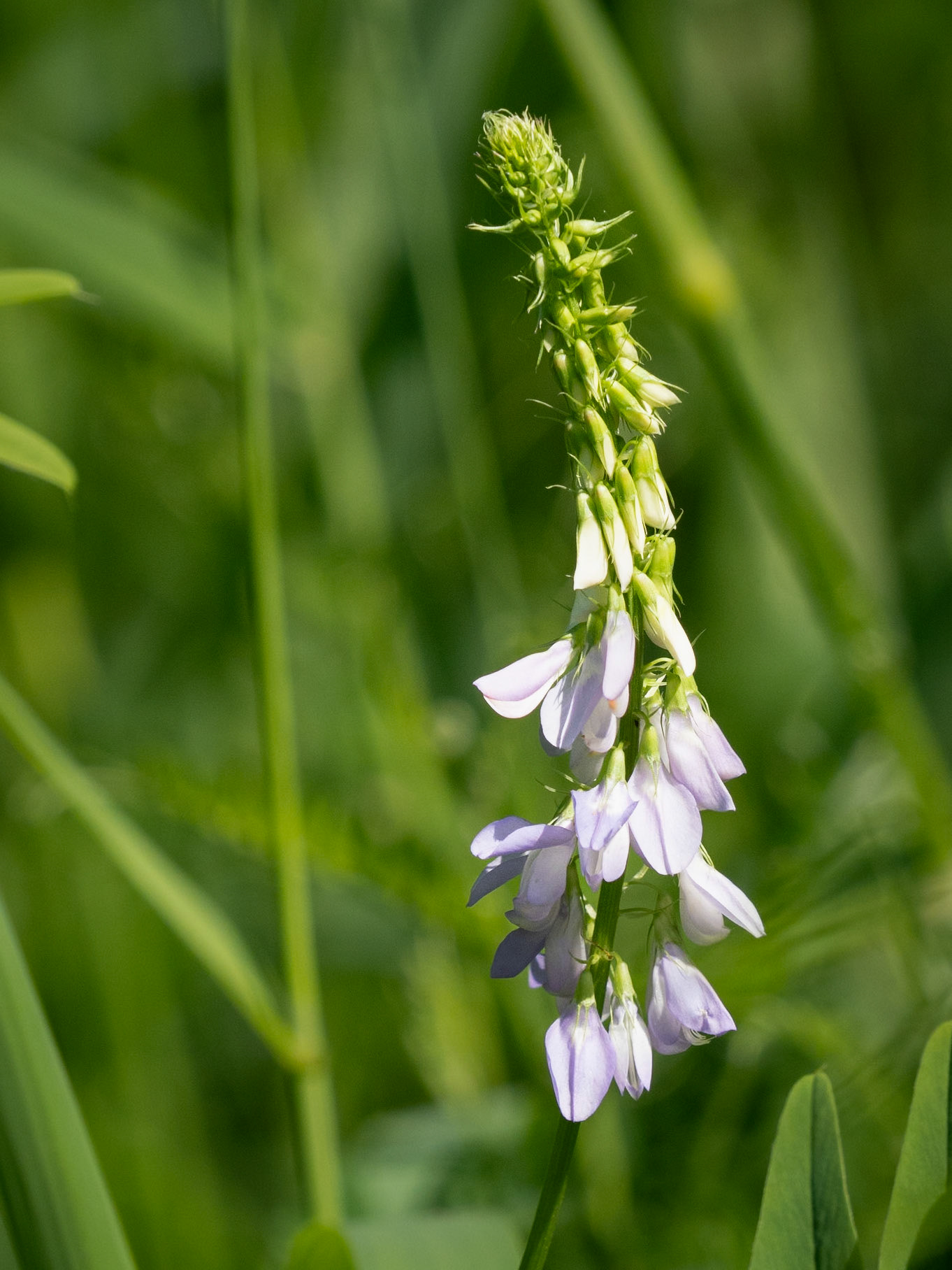 goat's rue