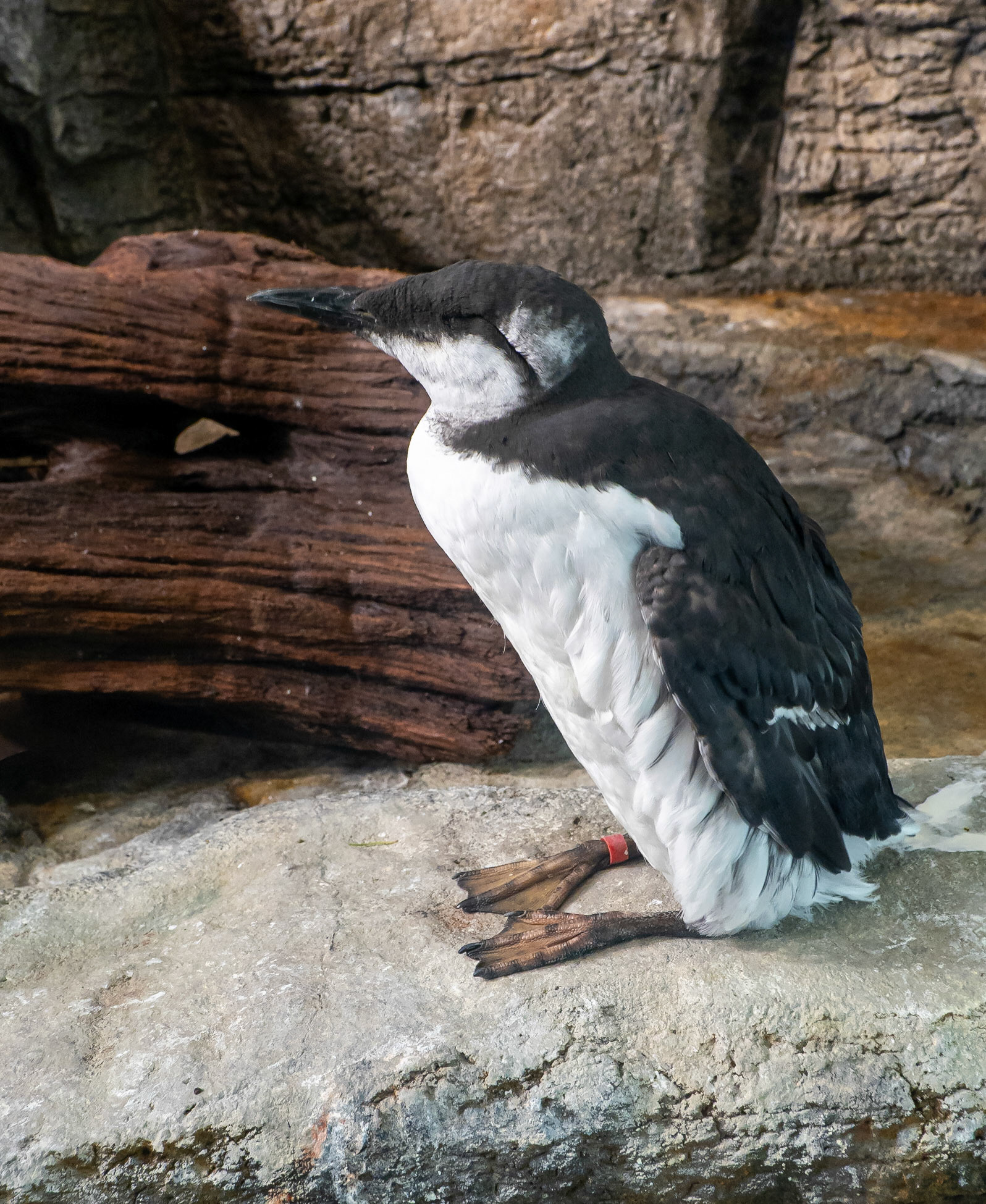 murre