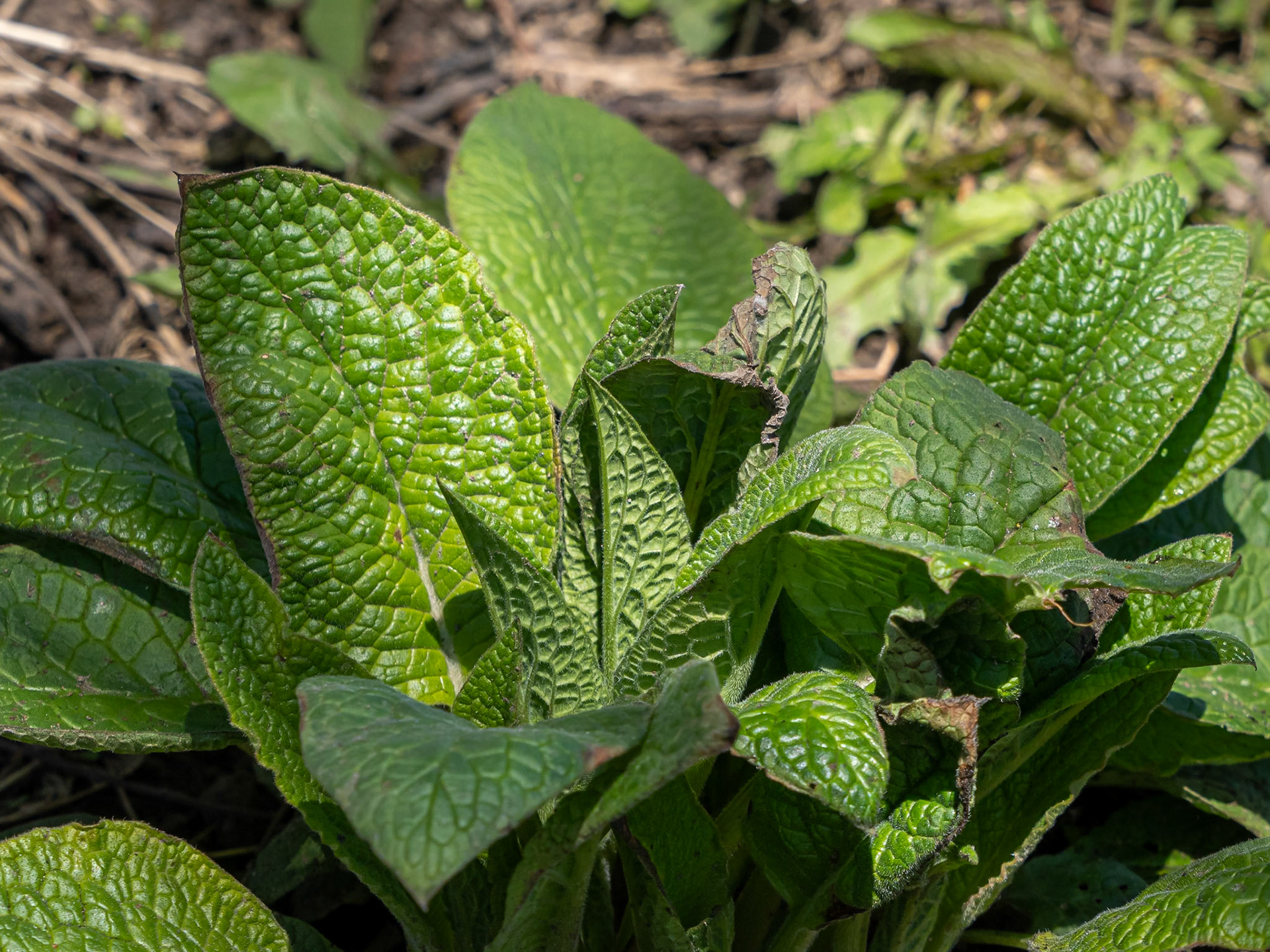 comfrey