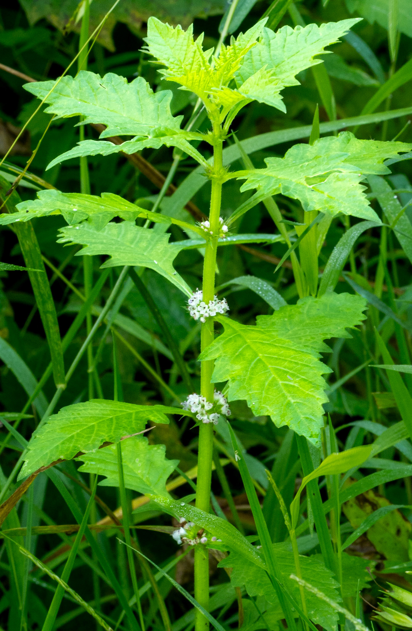 Gypswort (aka water horehound)