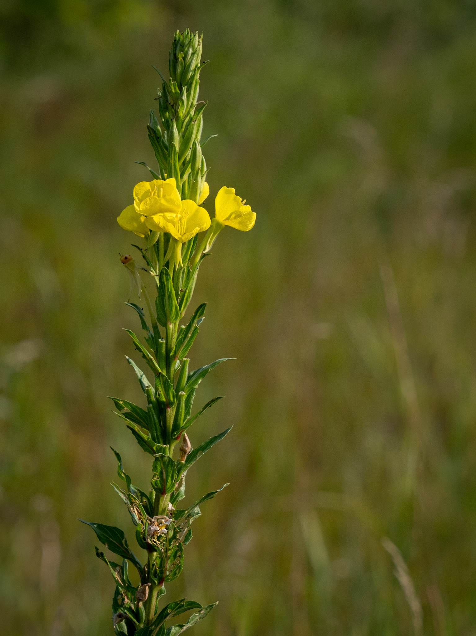 evening primrose