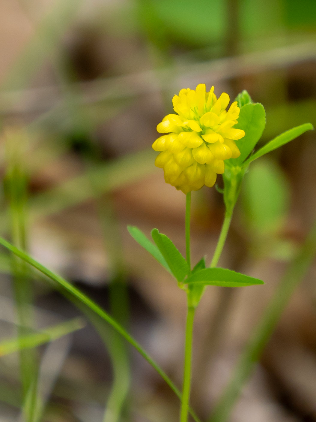Hop Trefoil