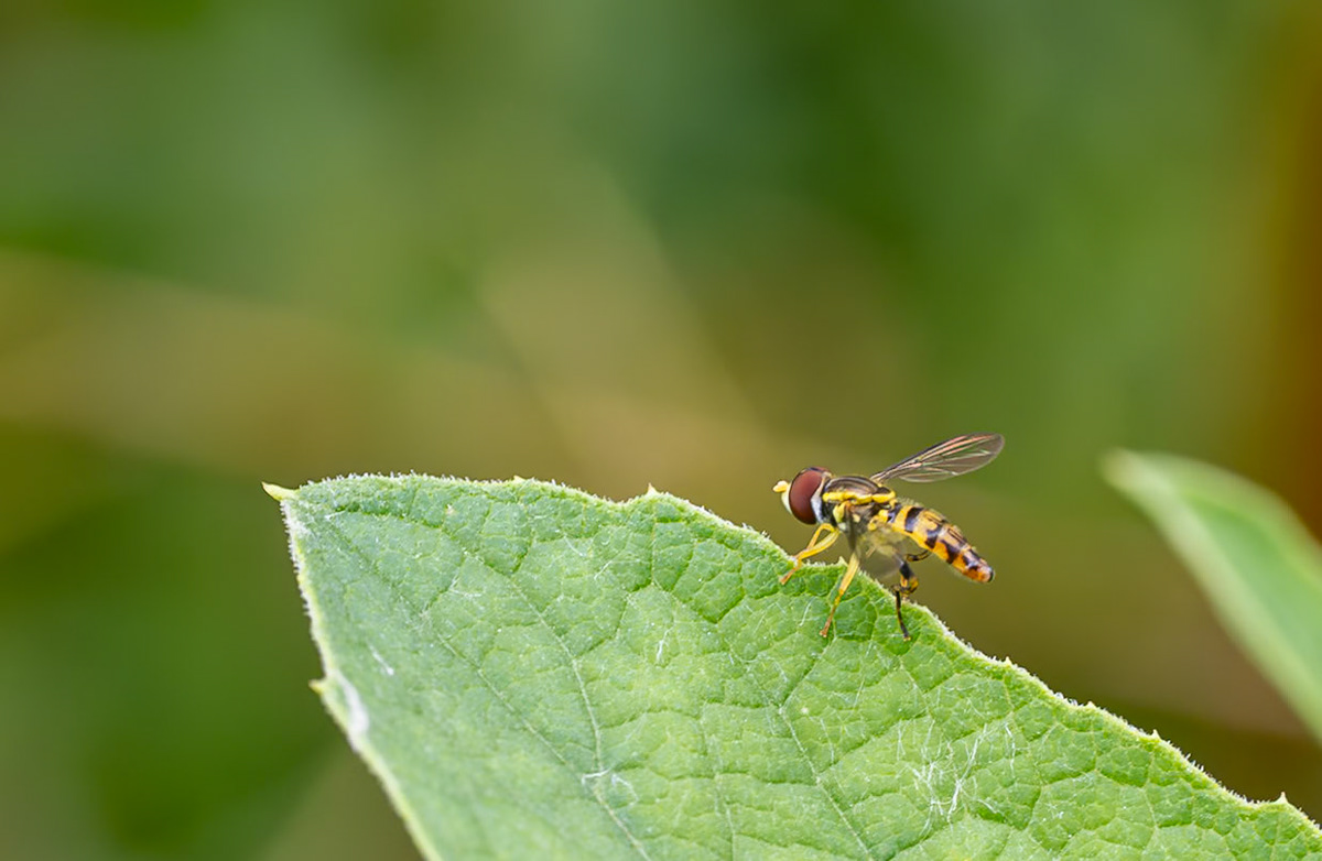 hoverfly