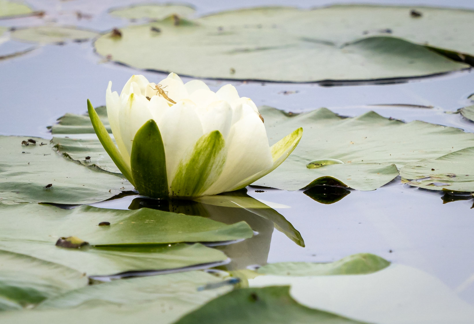 White waterlily (with a mayfly nymph shell)