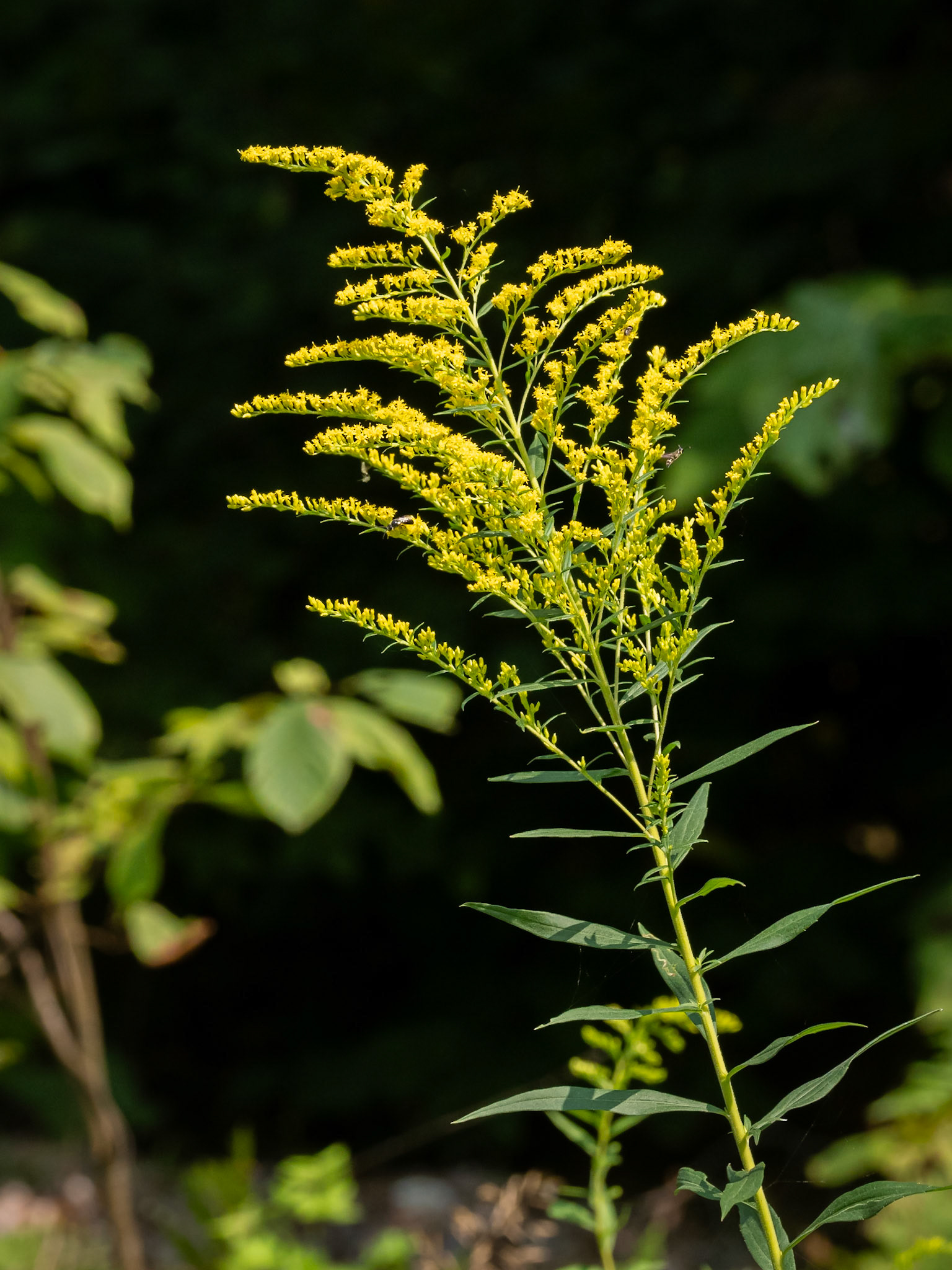 golden rod