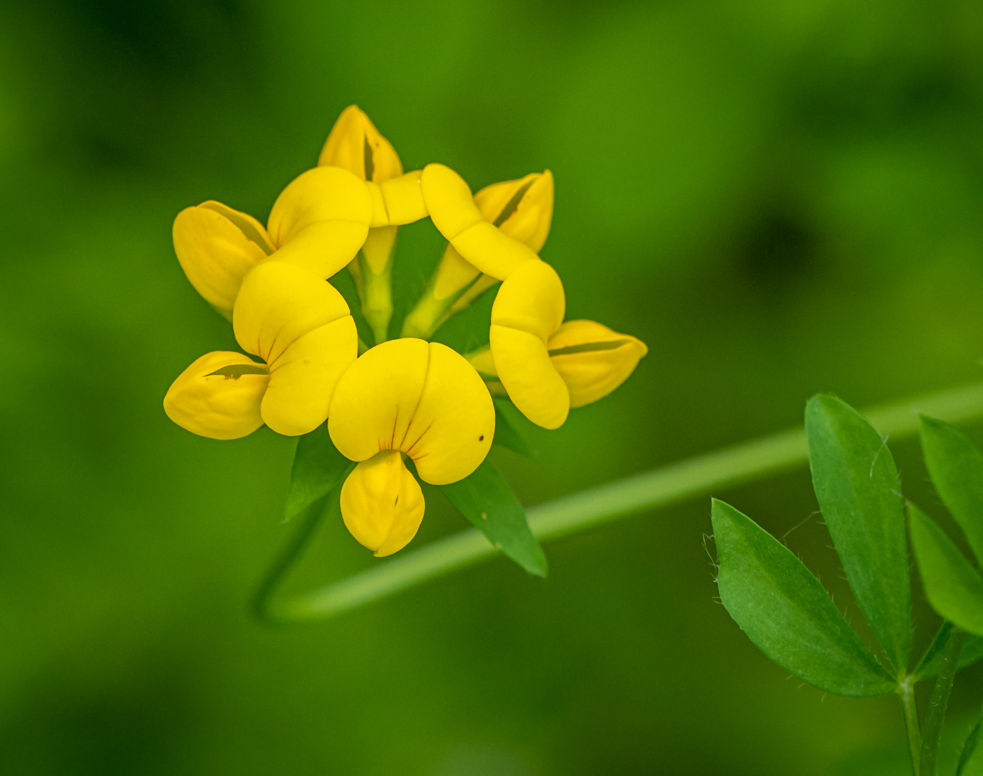 Bird's foot trefoil