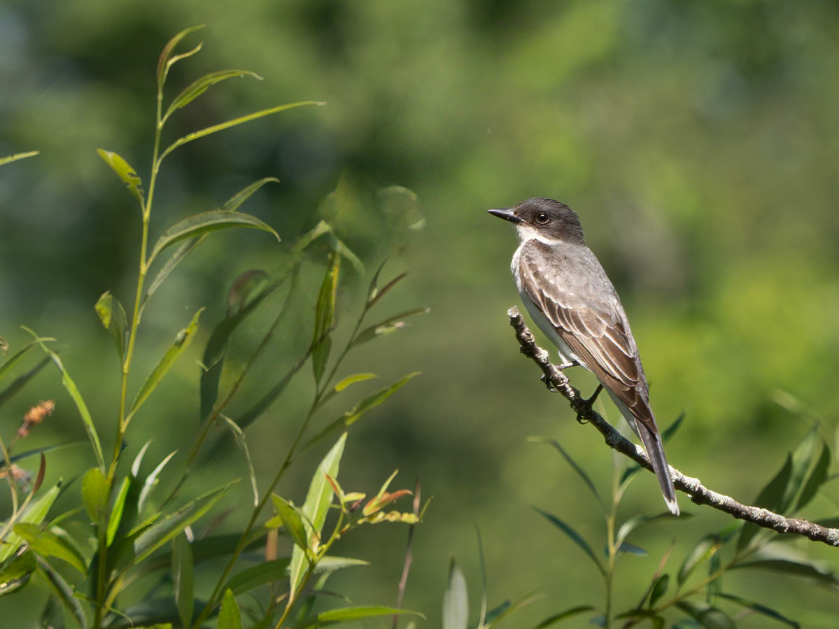 kingbird