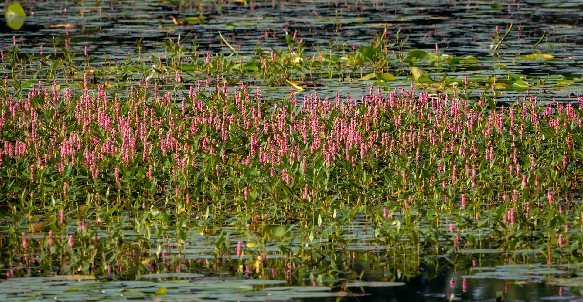 water smartweed