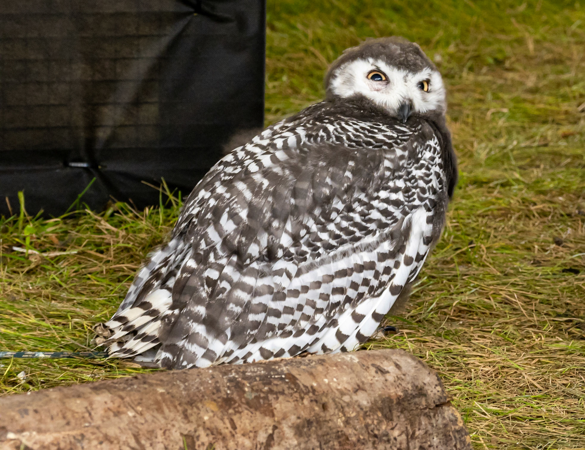 Juvenile snowy owl
