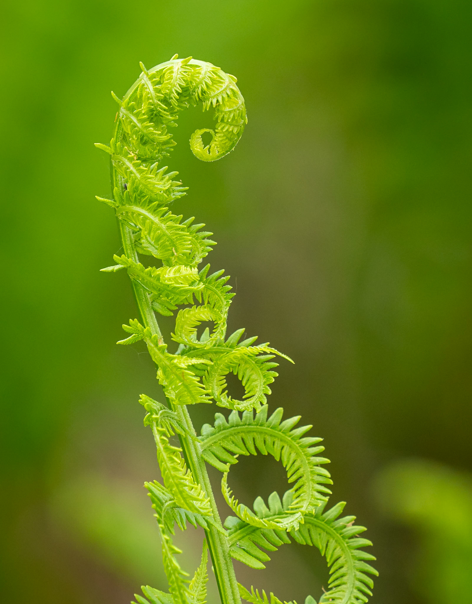 ostrich fern