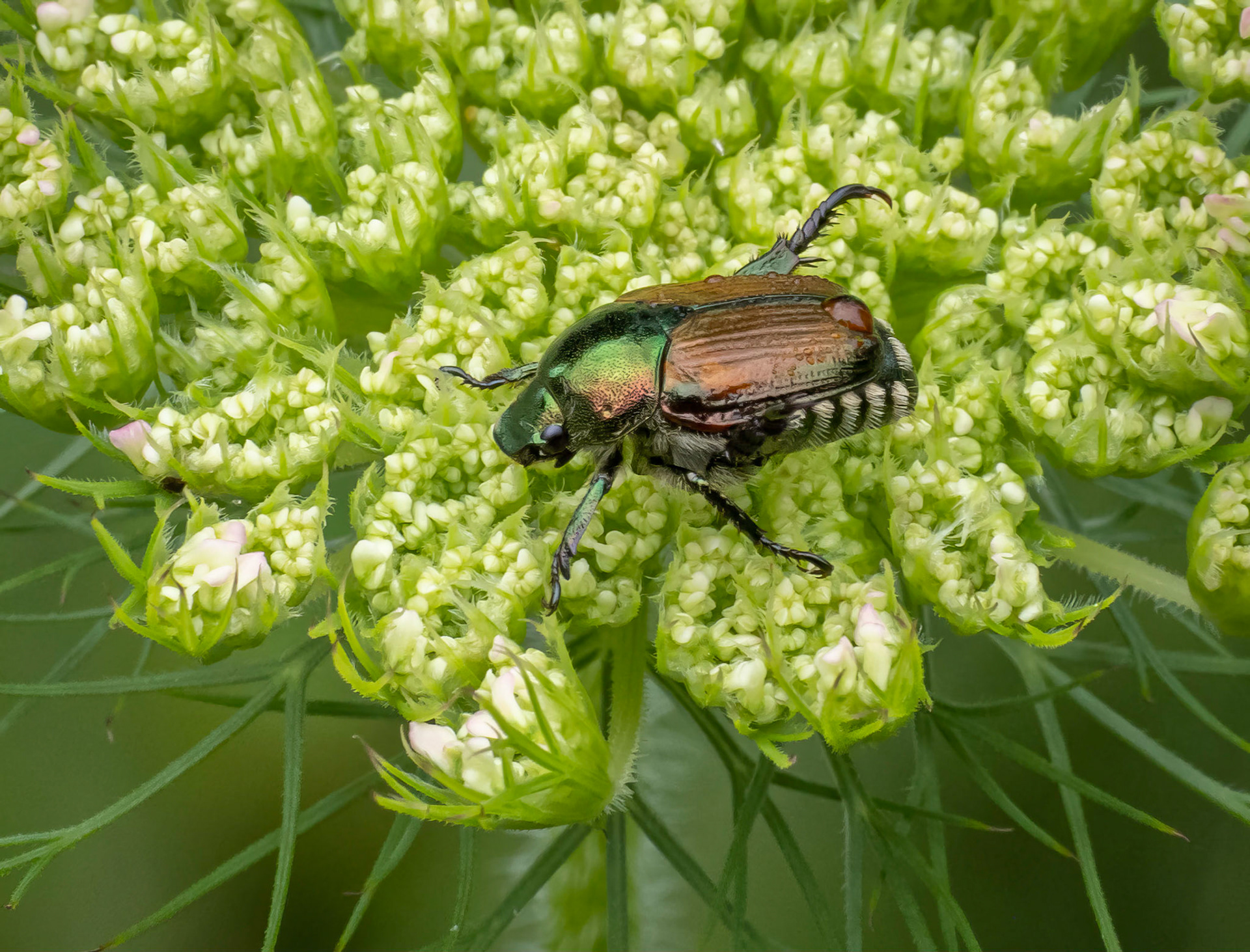 Japanese beetle