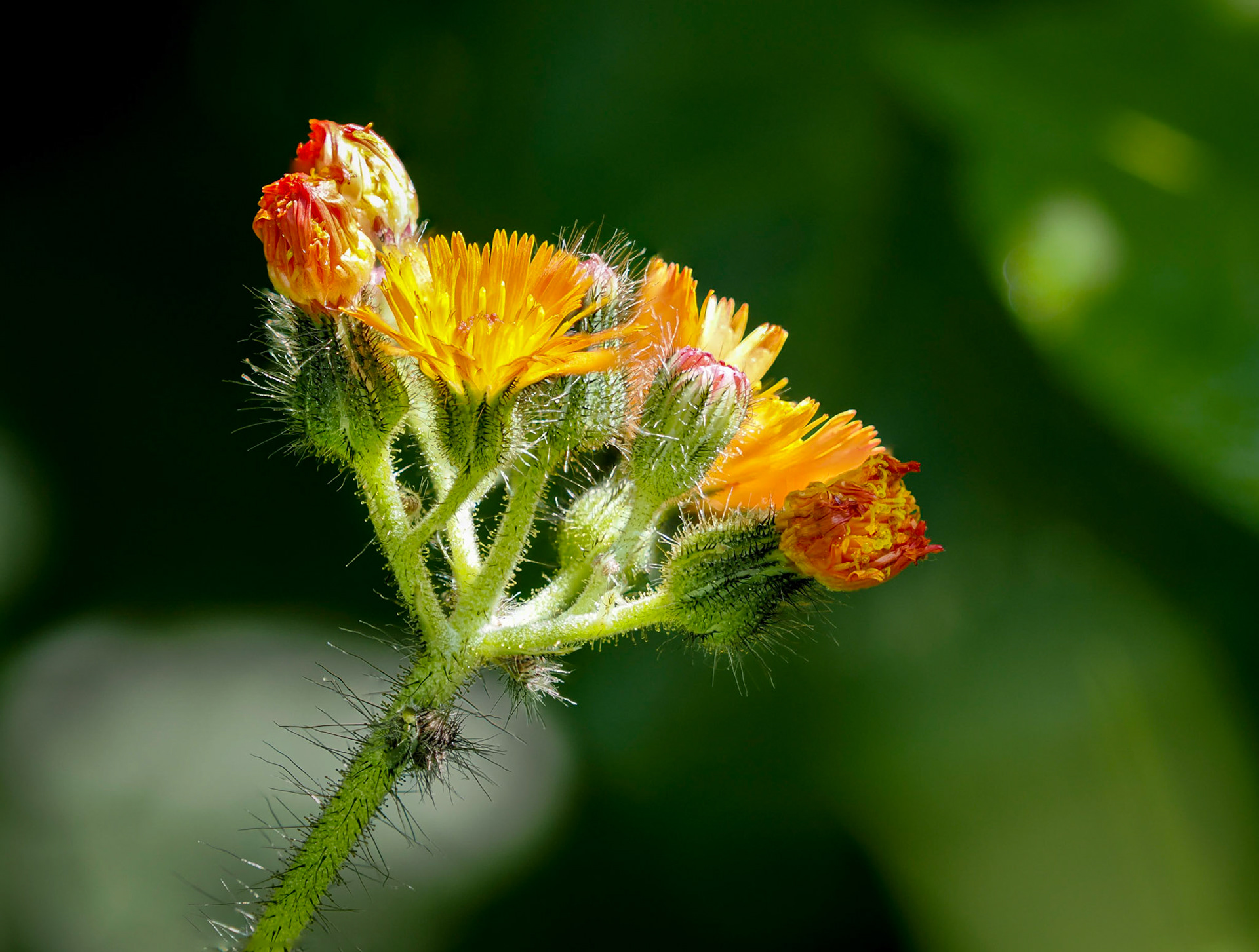 Hawkweed
