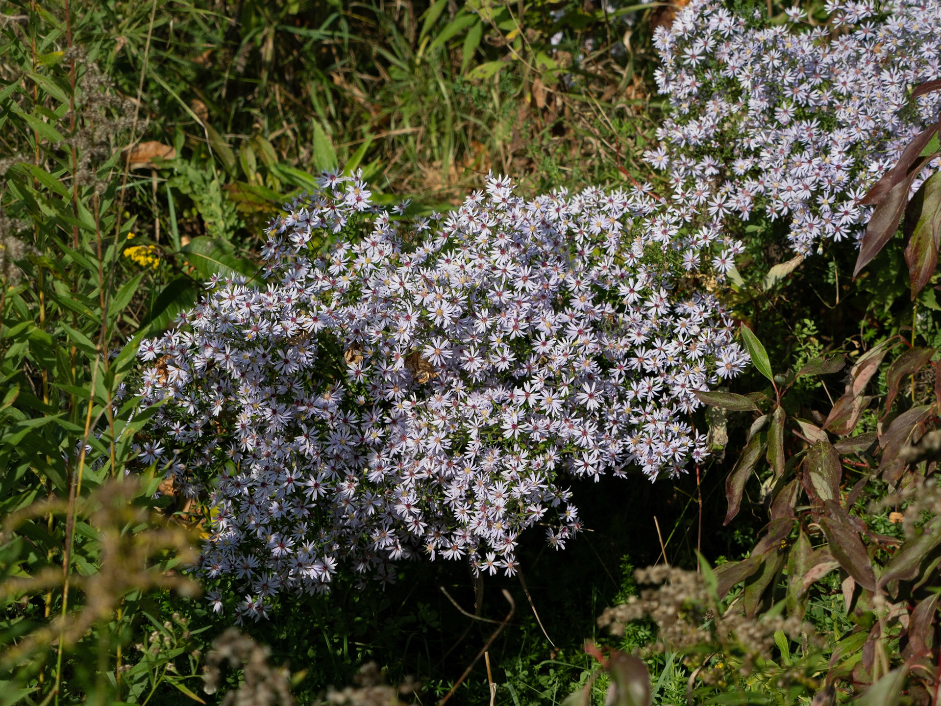 blue wood aster