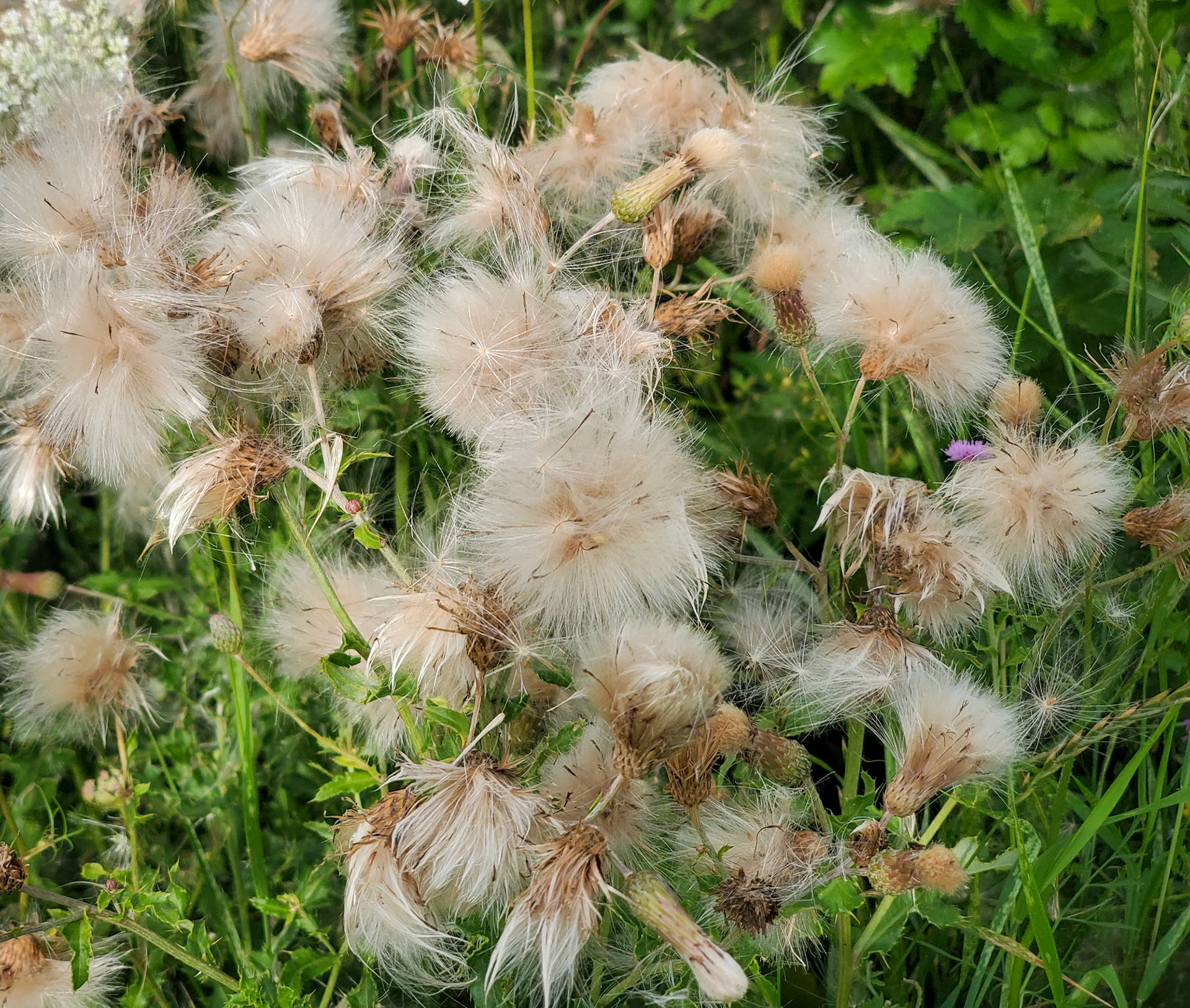 Canada thistle