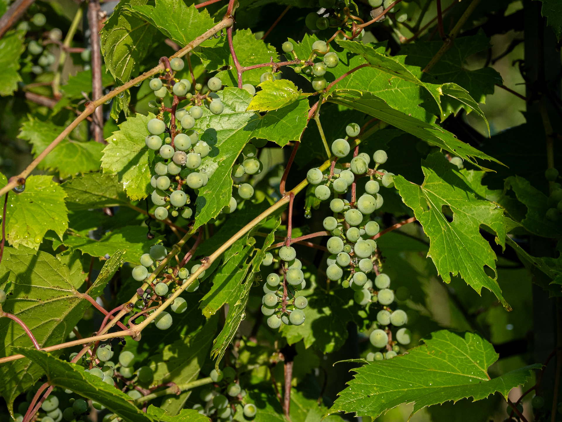 grapes