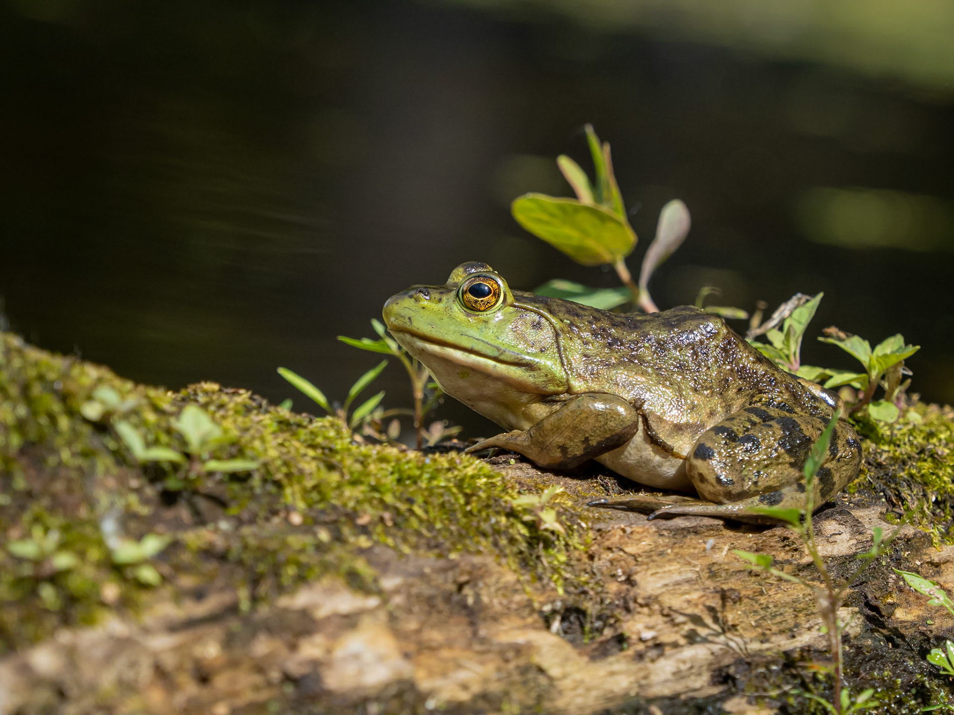Bull frog