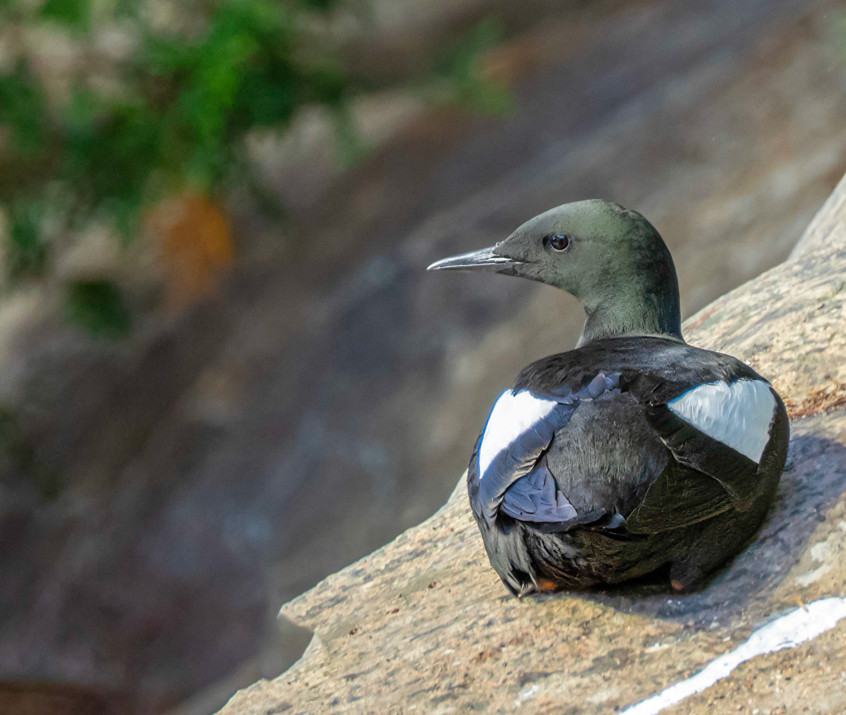 black guillemot