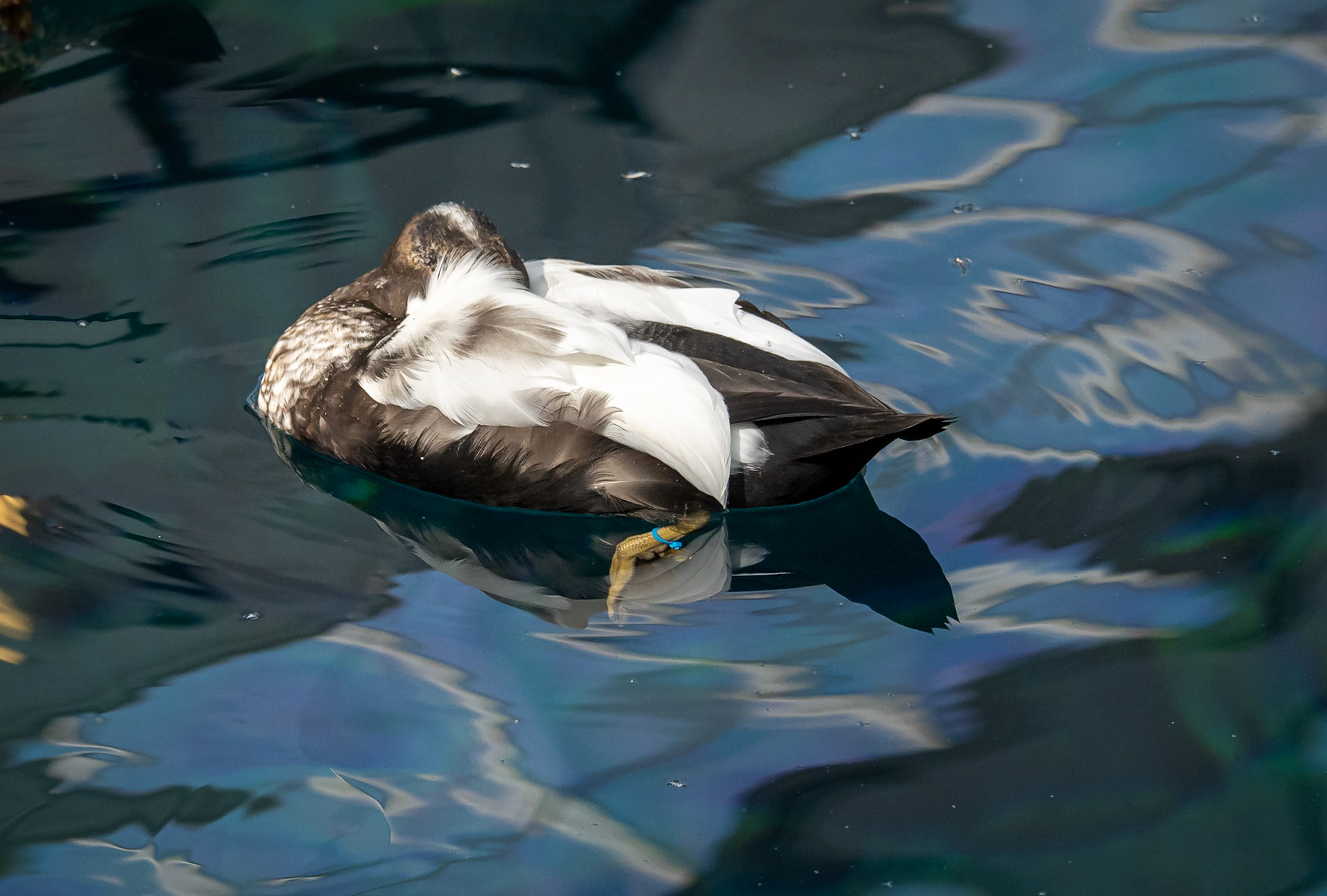 Eider duck