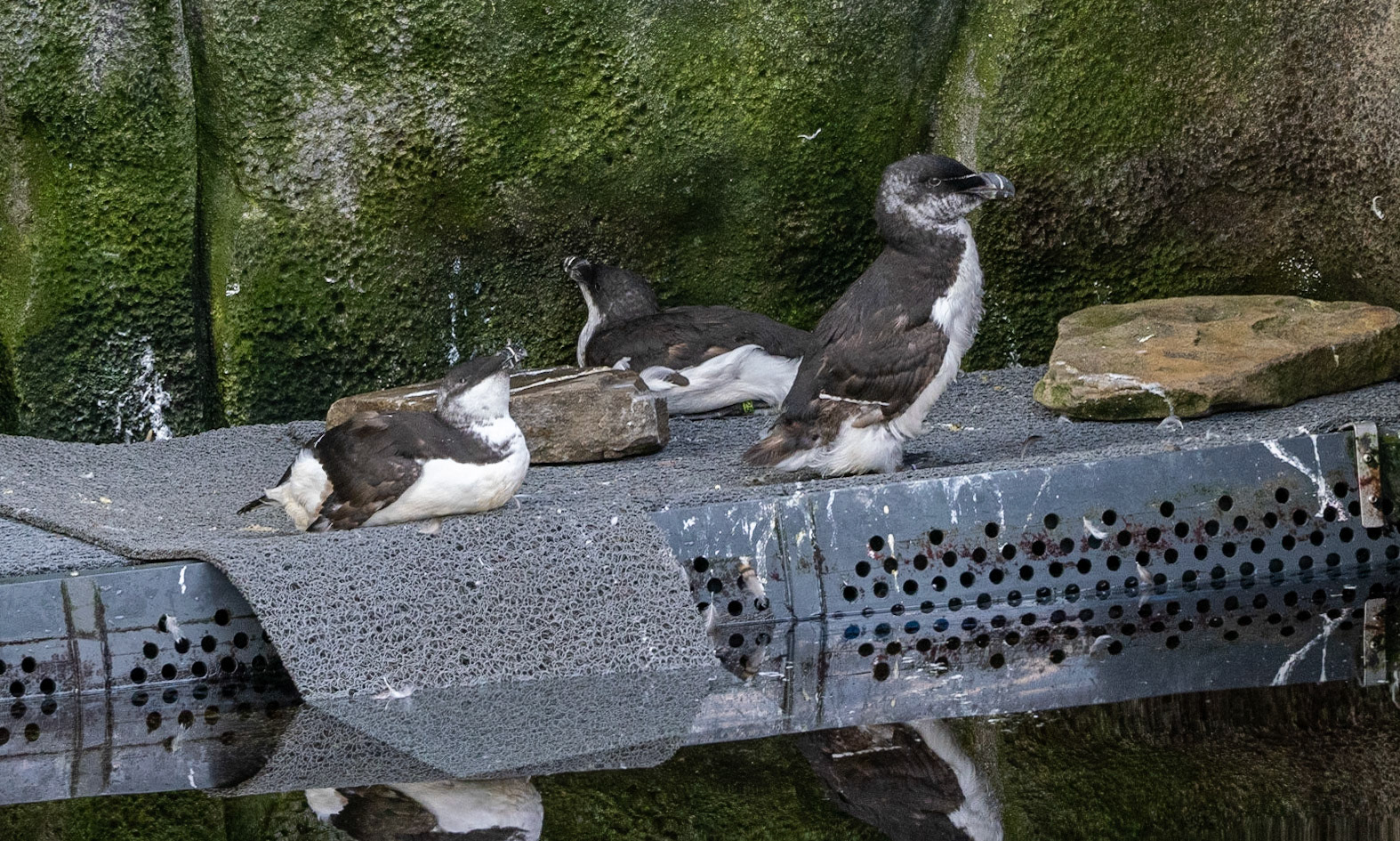 Razorbill (in molt?)