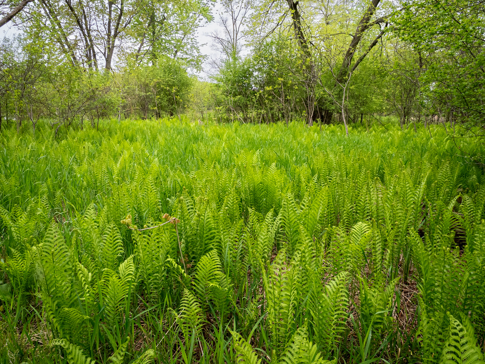 ostrich/marsh fern