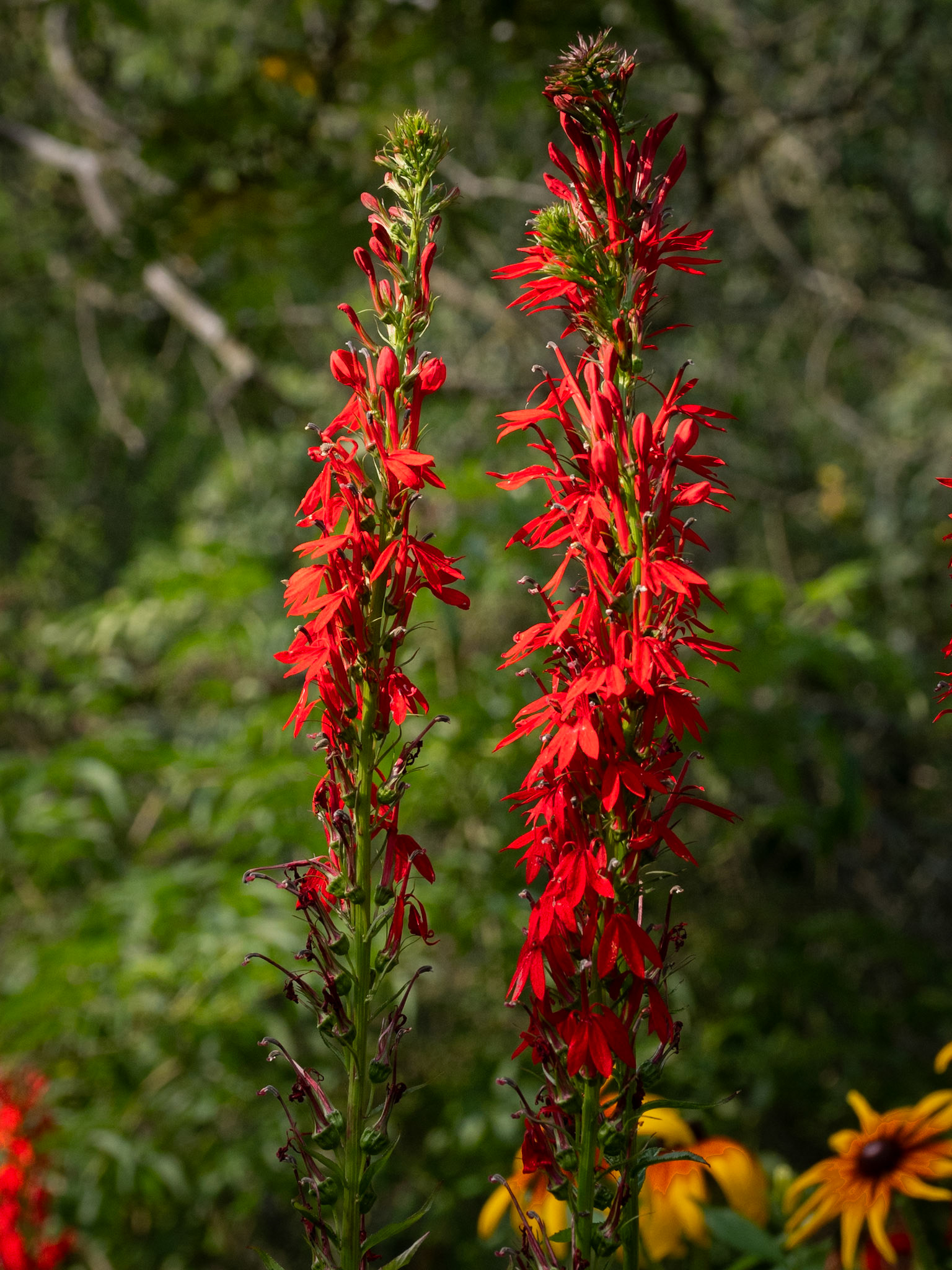 cardinal flower