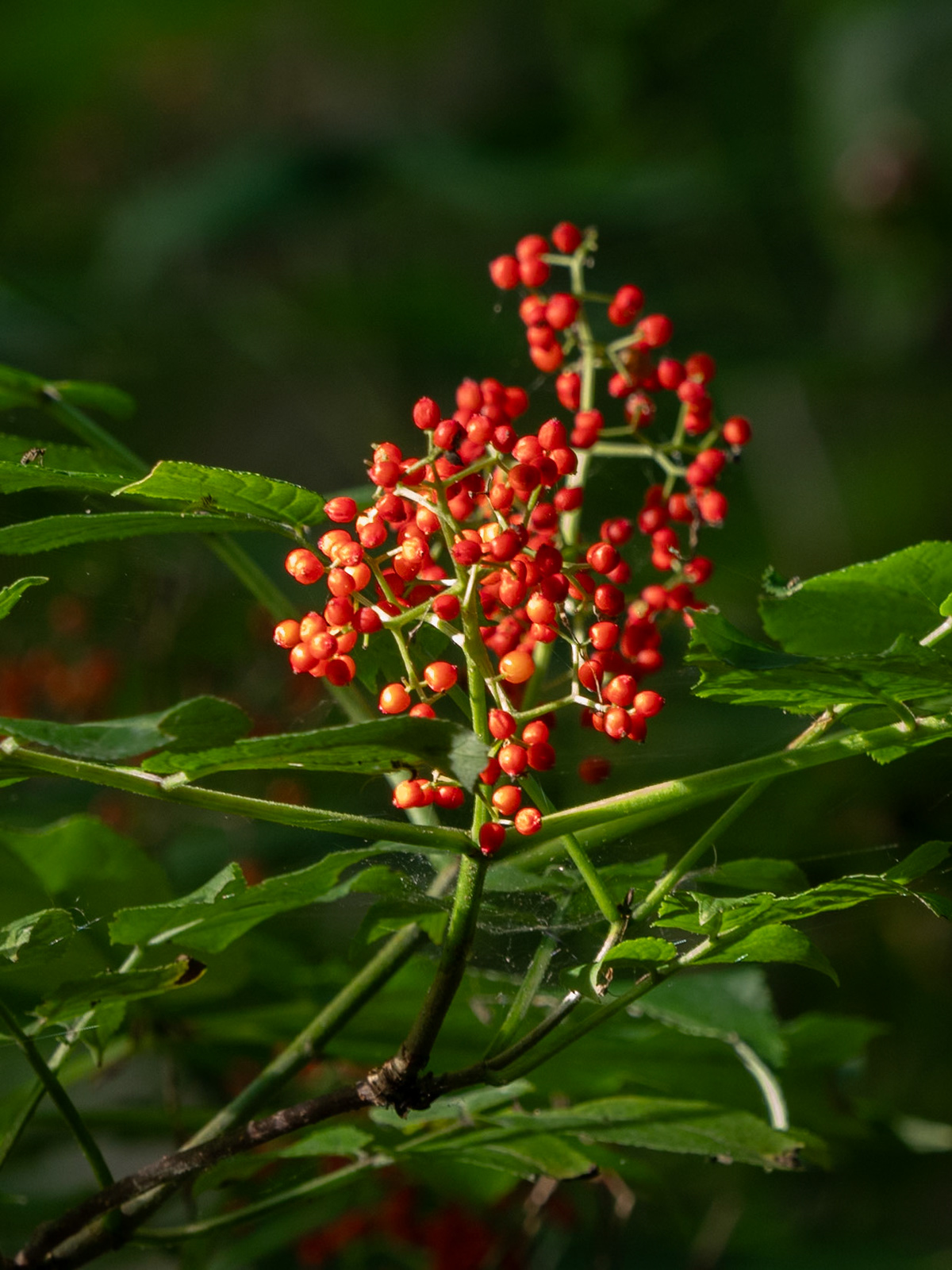 elderberry