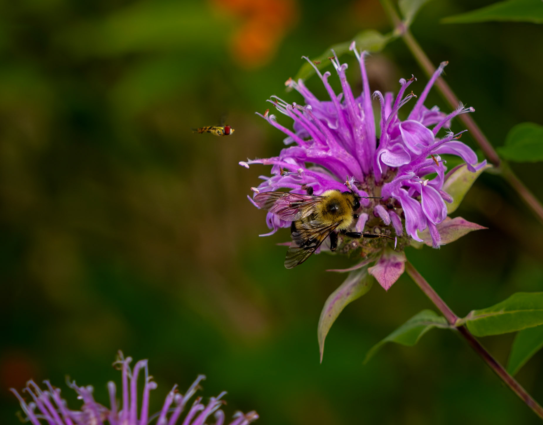 hoverfly and bee