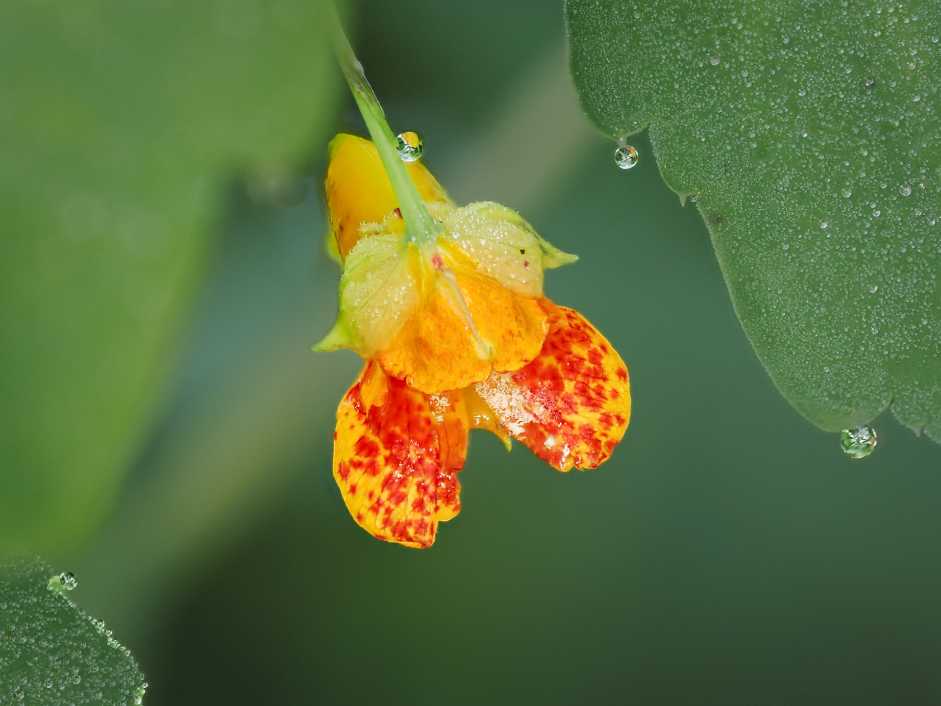 Touch-me-not (Impatiens)