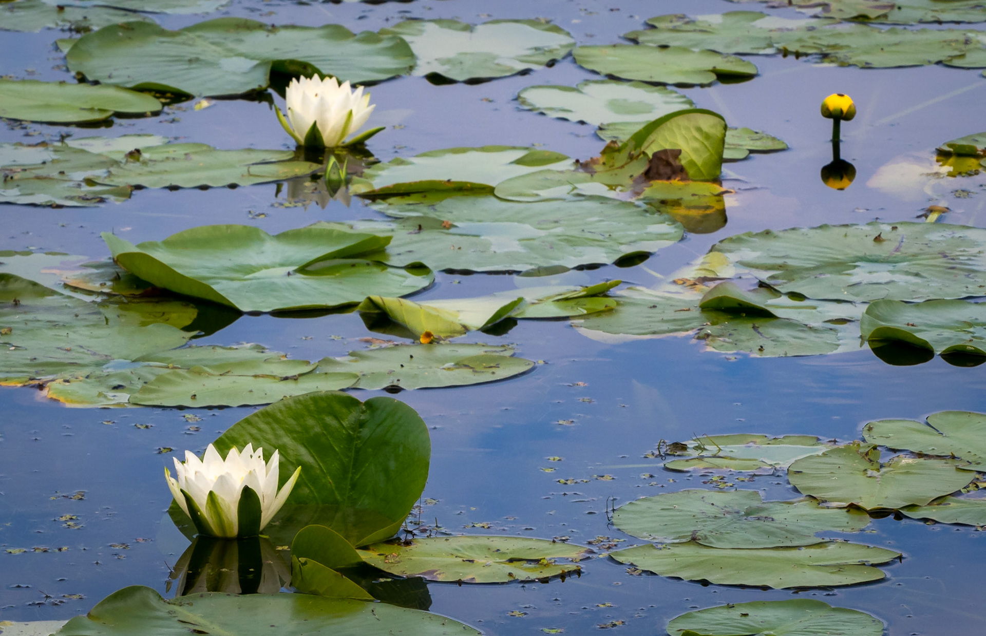 Waterlilies