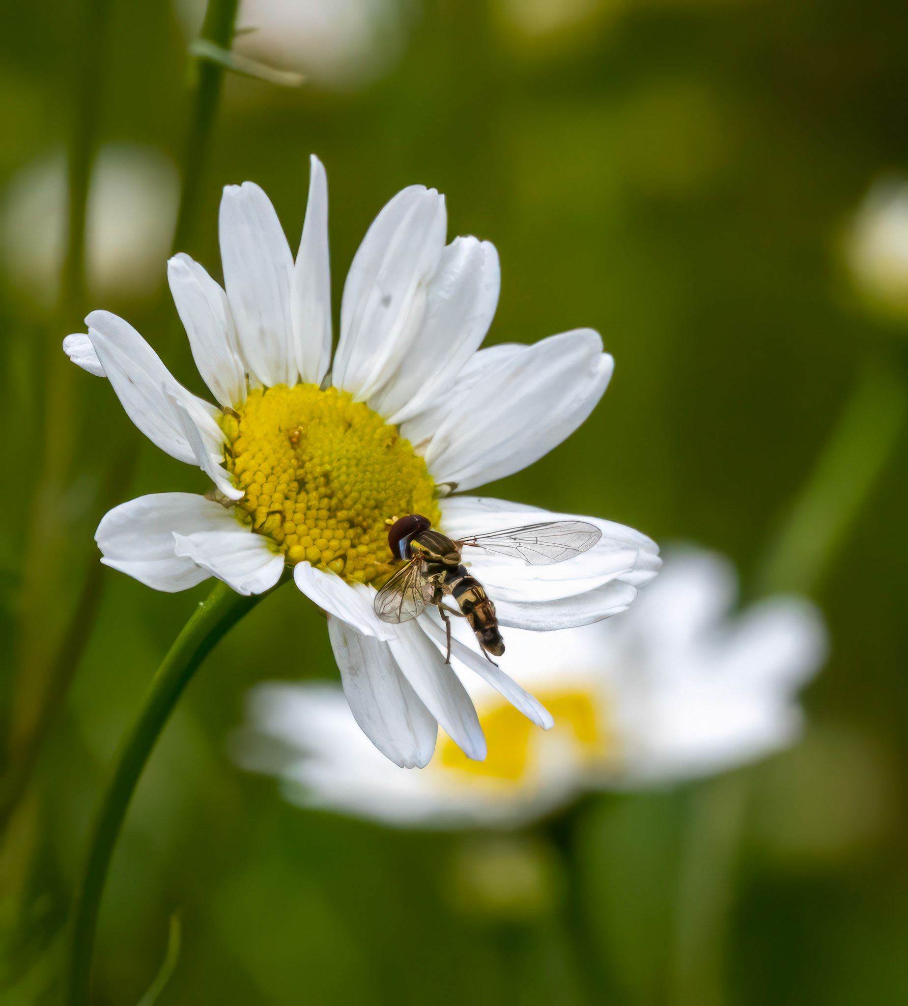 Hoverfly