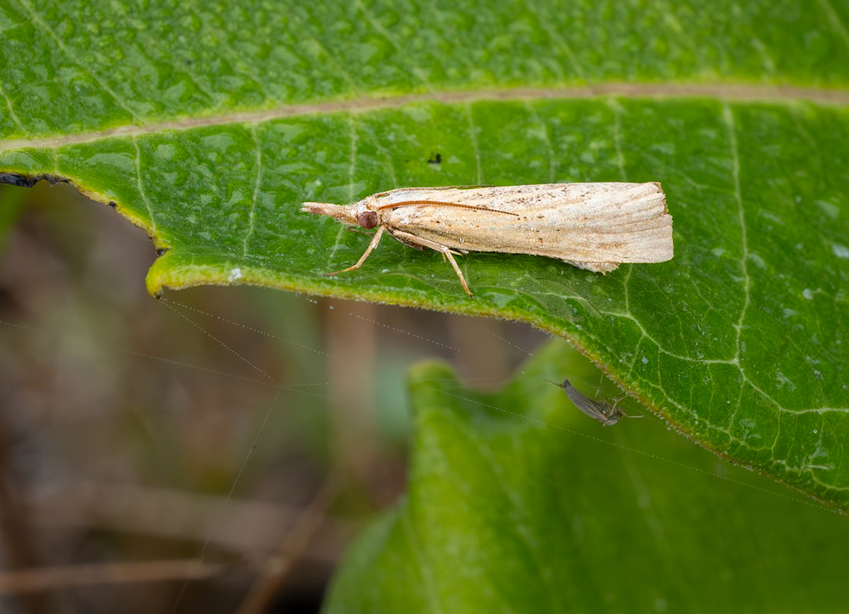 grass-veneer moth