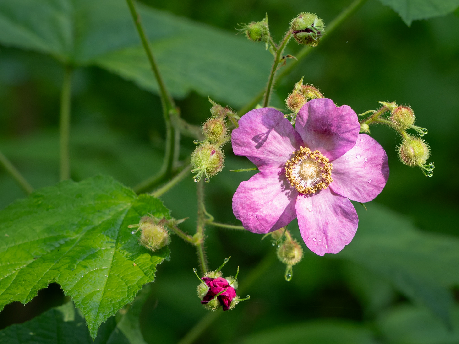 purple flowering raspberry