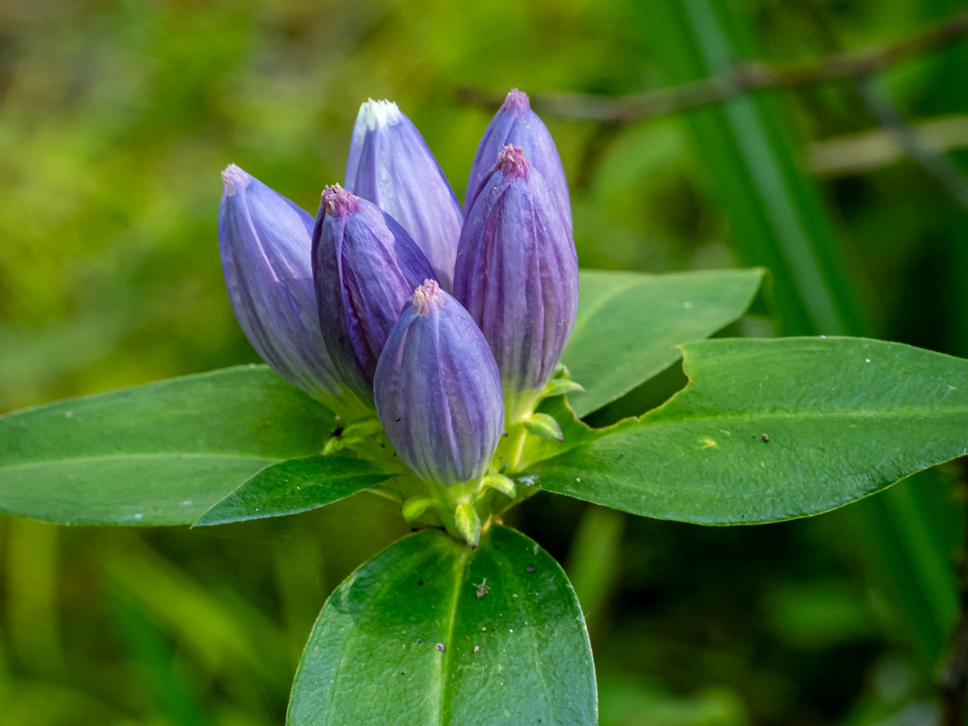 Bottle gentian