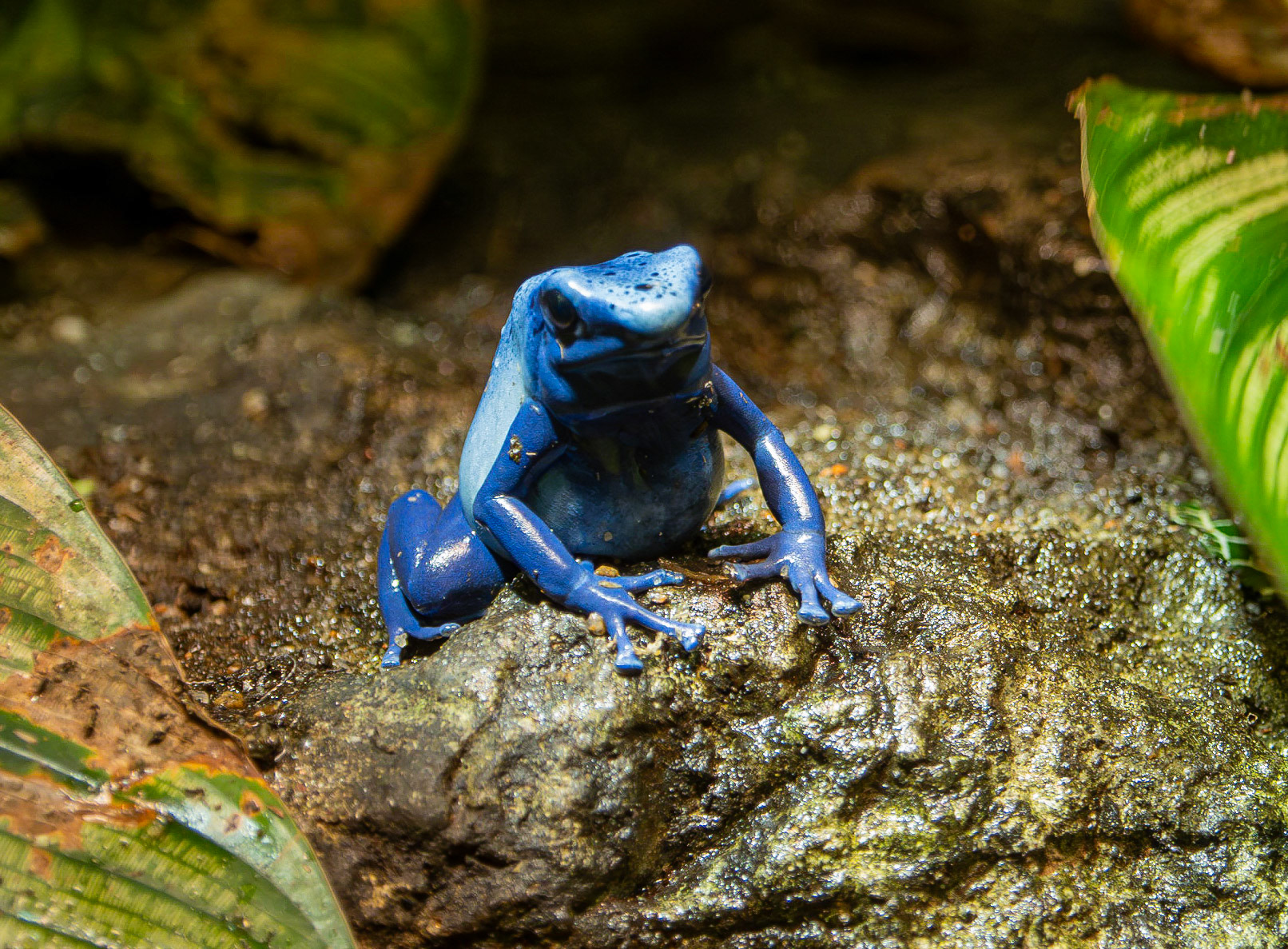 Poison dart frog