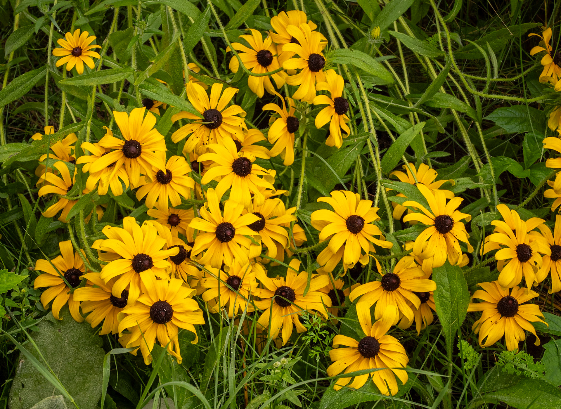 black-eyed susans