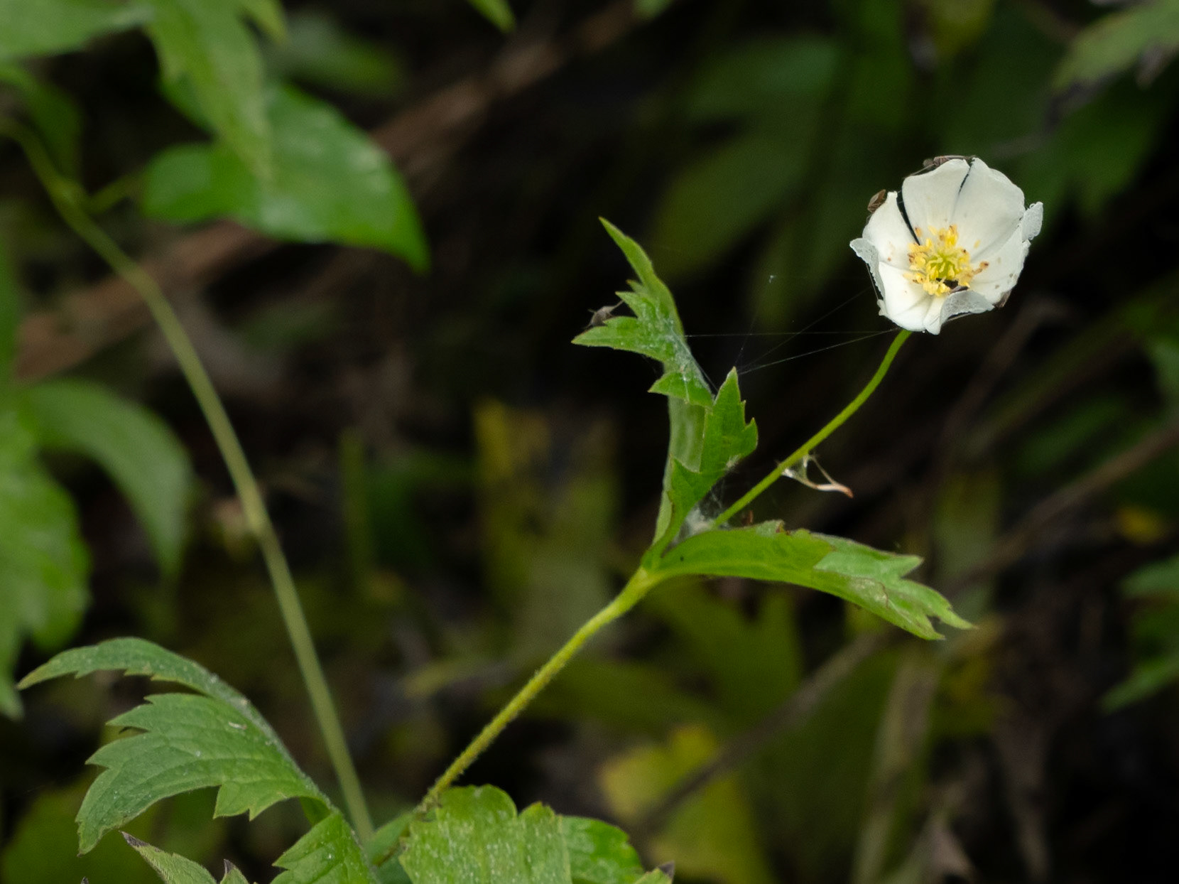 anemone (normally blooms in the spring)